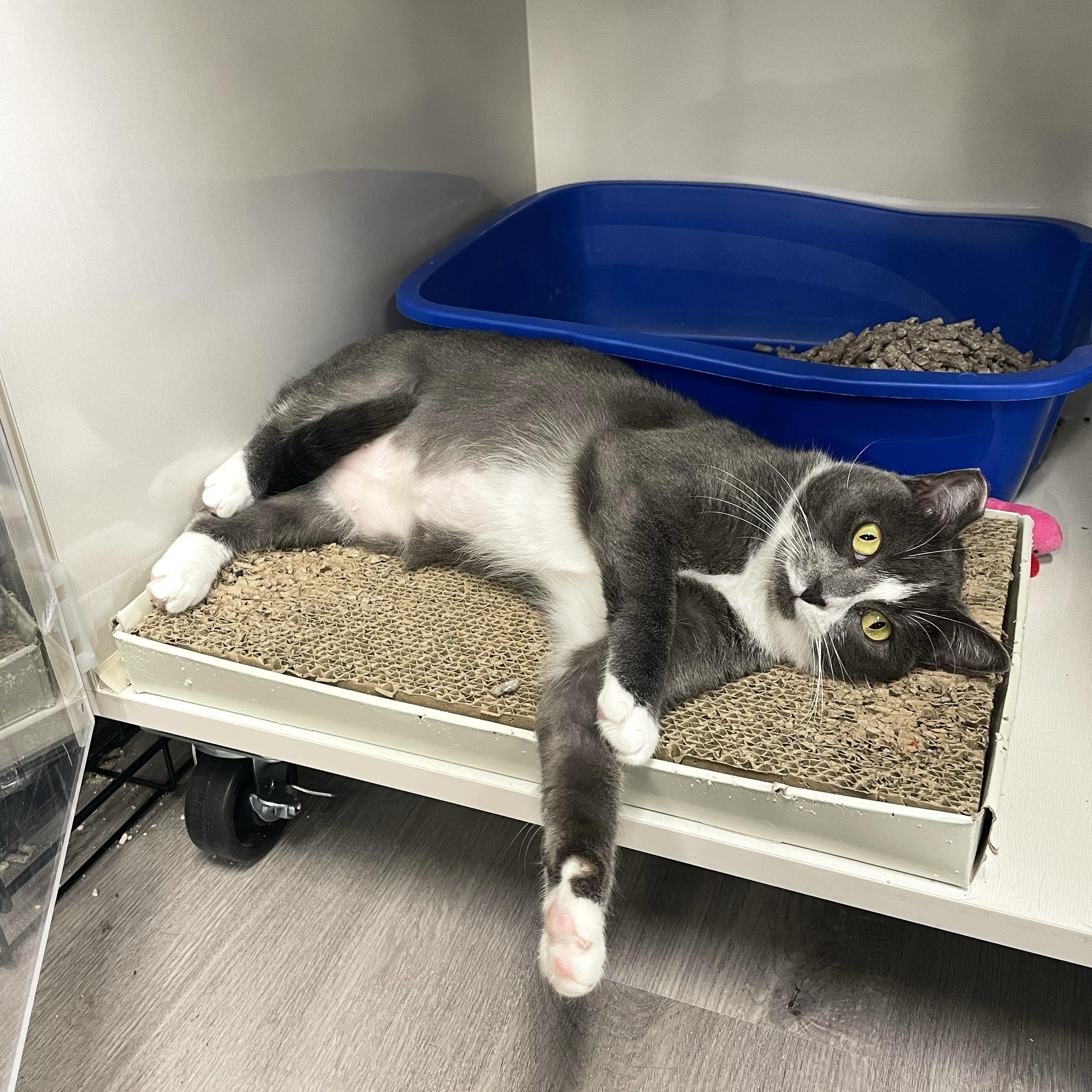 Olivia, a Adoptable Domestic Short Hair in Walnut Creek, CA image 5/5