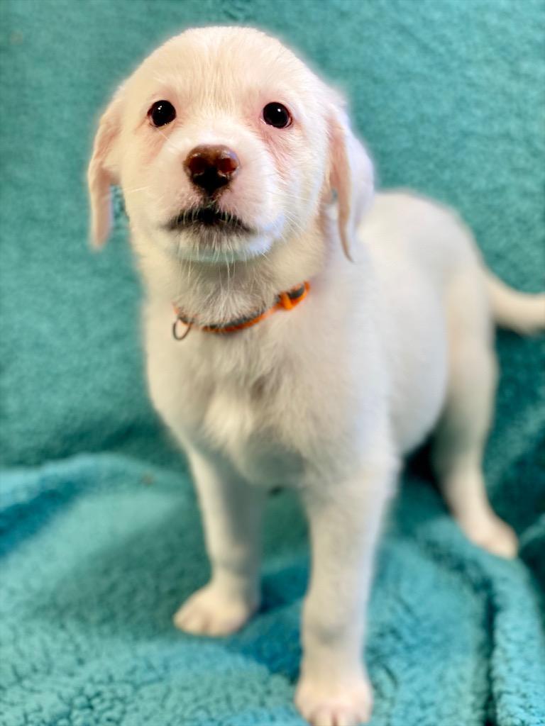 Marie, a Adoptable mixed breed in Urbandale, IA image 1/2