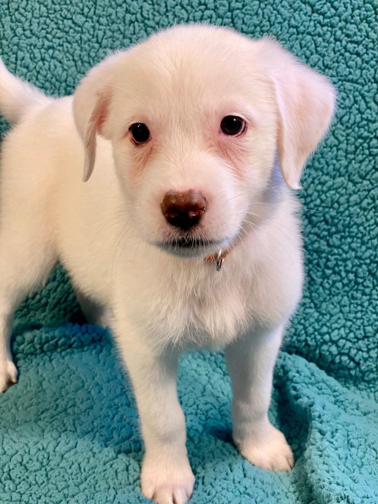 Marie, a Adoptable mixed breed in Urbandale, IA image 2/2
