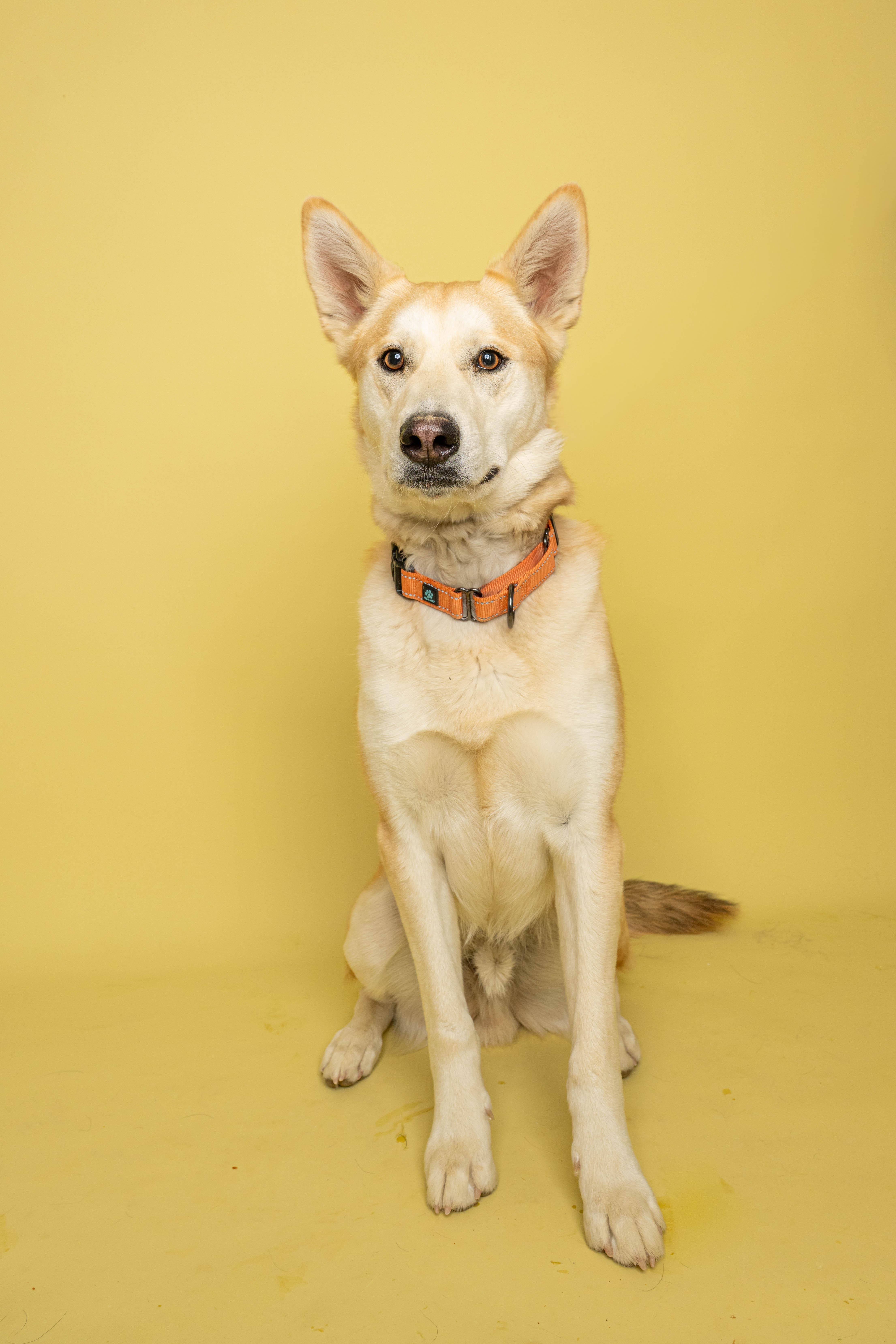 Sarge, ADOPTABLE, Adult Male Husky.