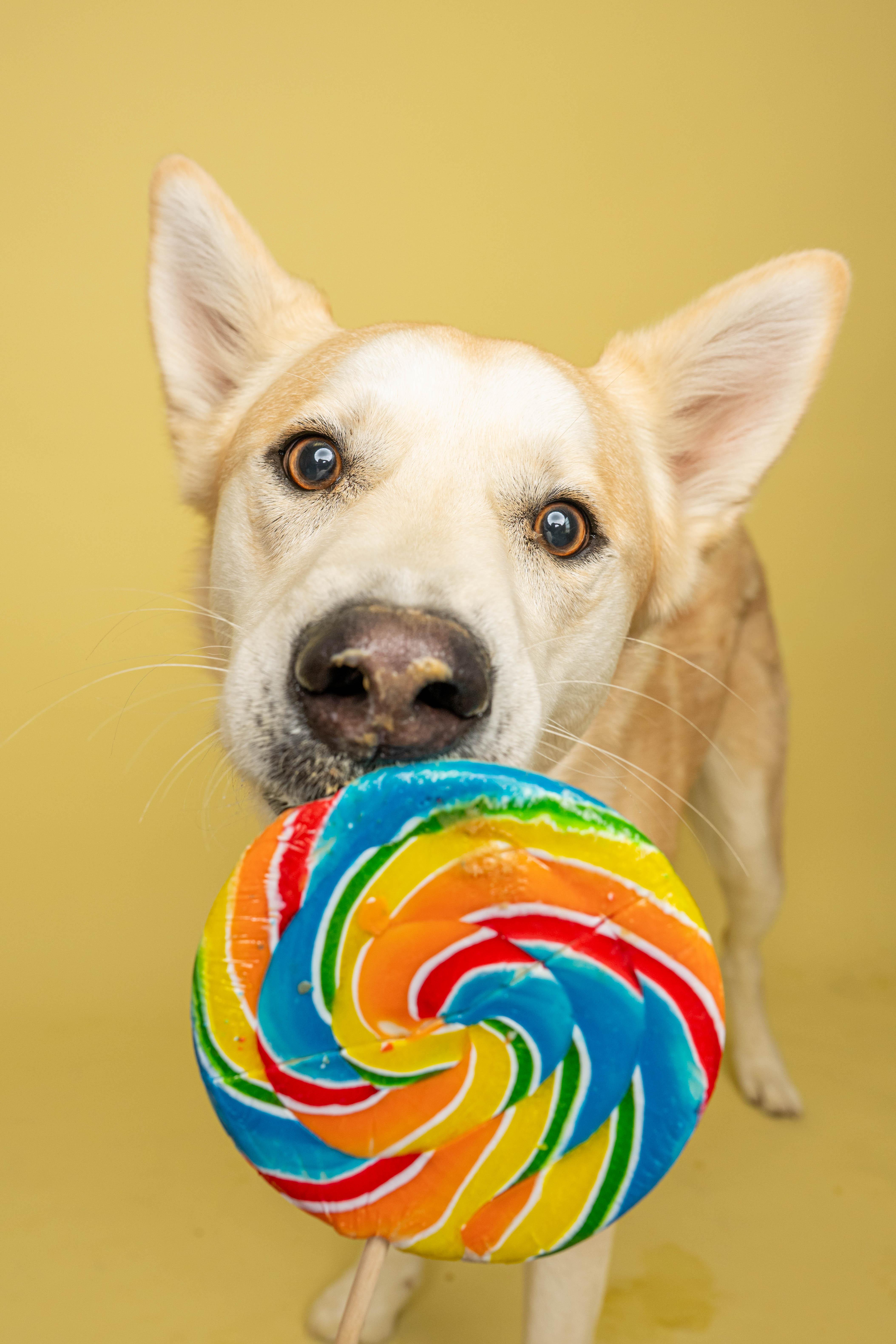 Sarge, a ADOPTABLE mixed breed in Rock Springs, WY image 3/4