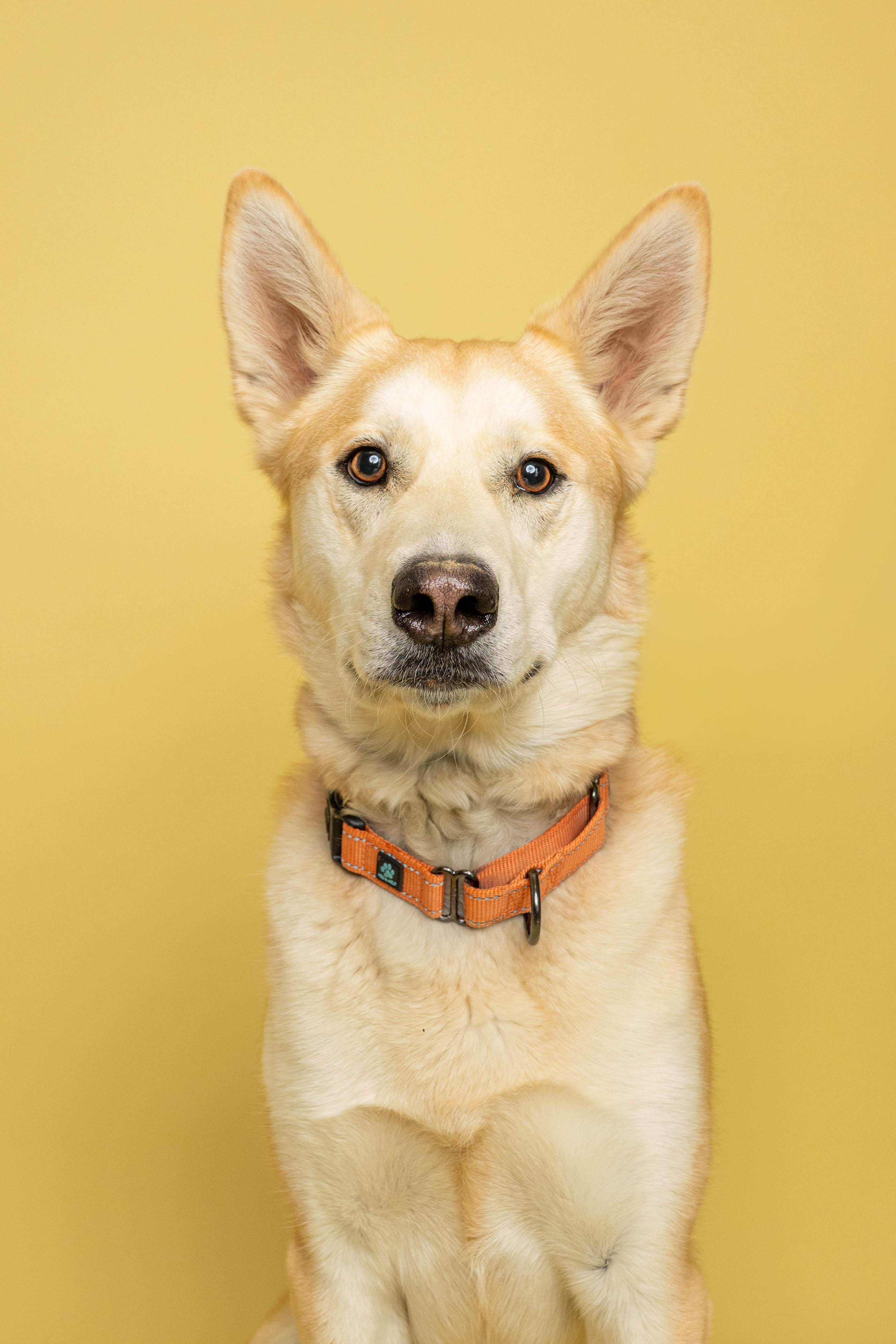 Sarge, a ADOPTABLE mixed breed in Rock Springs, WY image 2/4