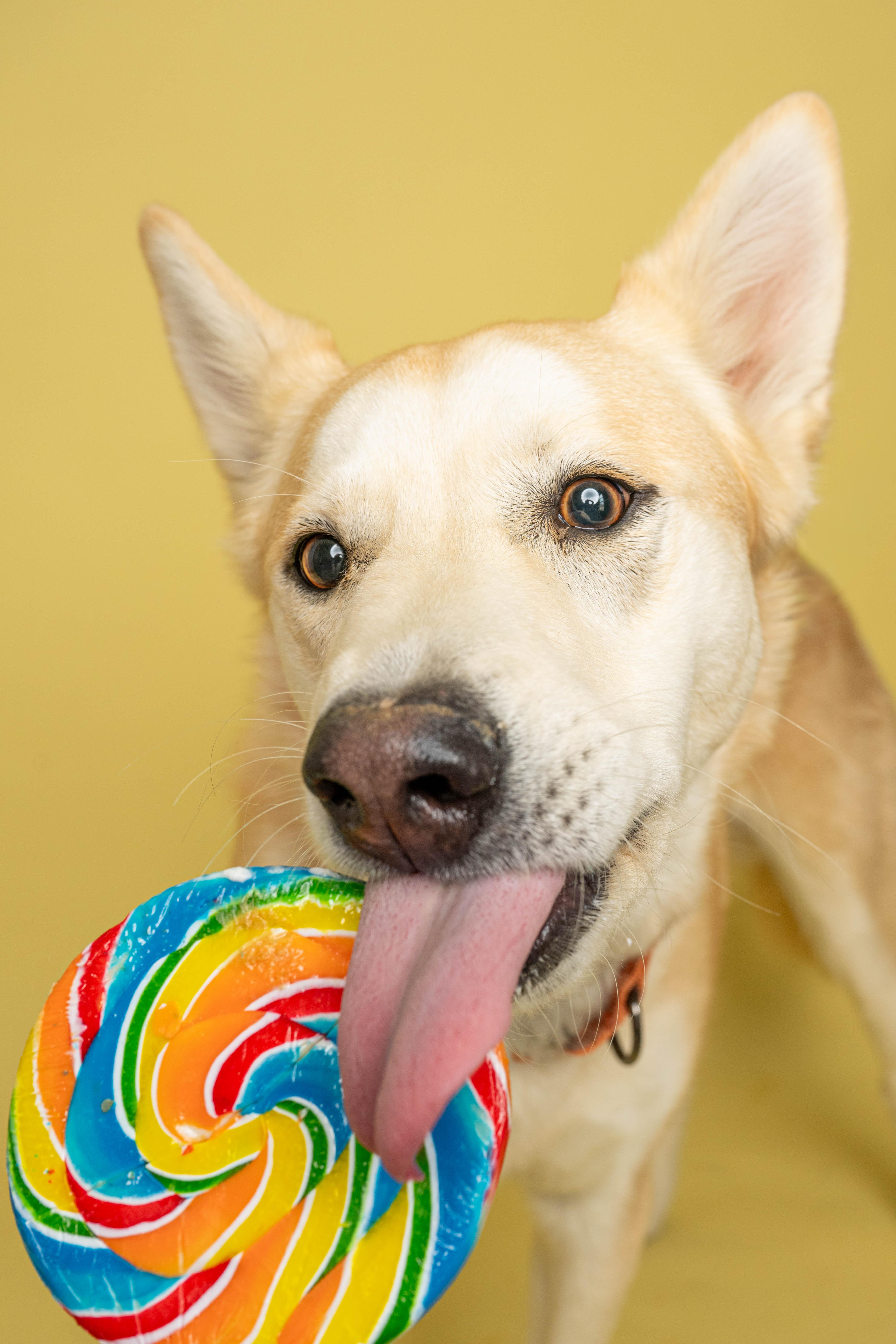 Sarge, a ADOPTABLE mixed breed in Rock Springs, WY image 4/4