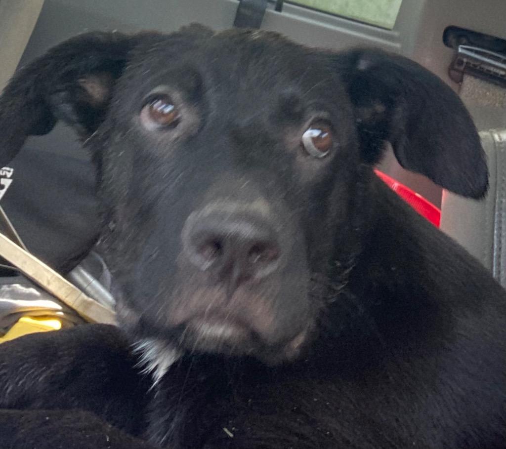 Enlarge Polo, a Adoptable mixed breed in Beebe, AR image 1/1