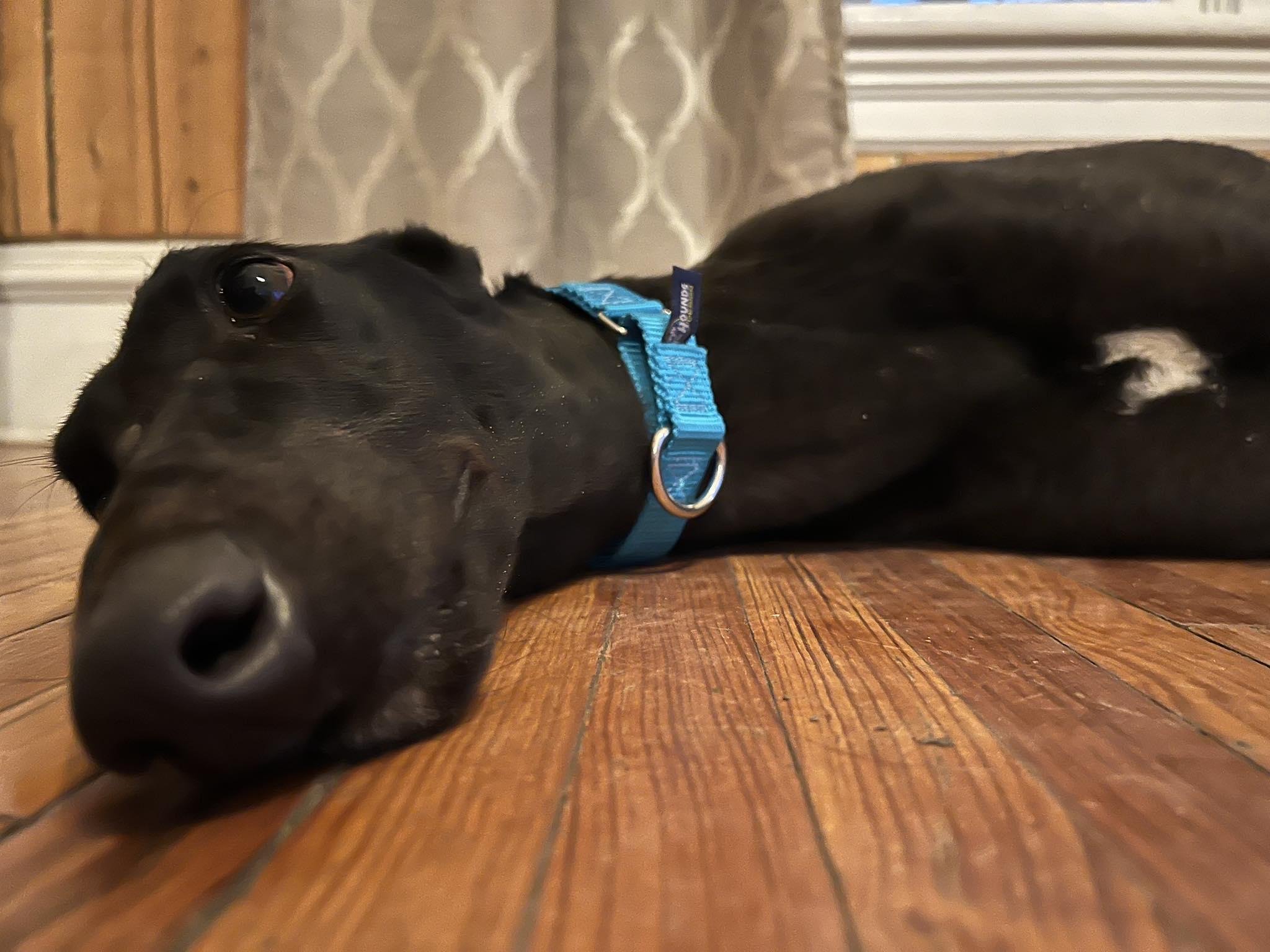 Enlarge True, a ADOPTABLE Greyhound in Independence, MO image 2/2