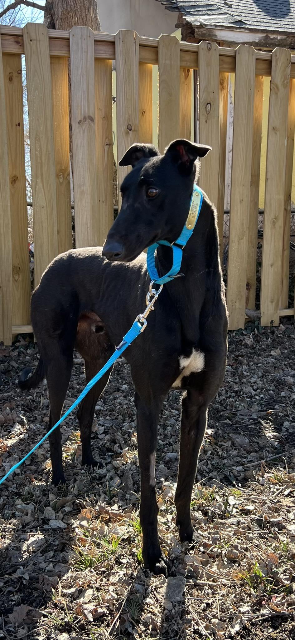 True, ADOPTABLE, Young Male Greyhound.