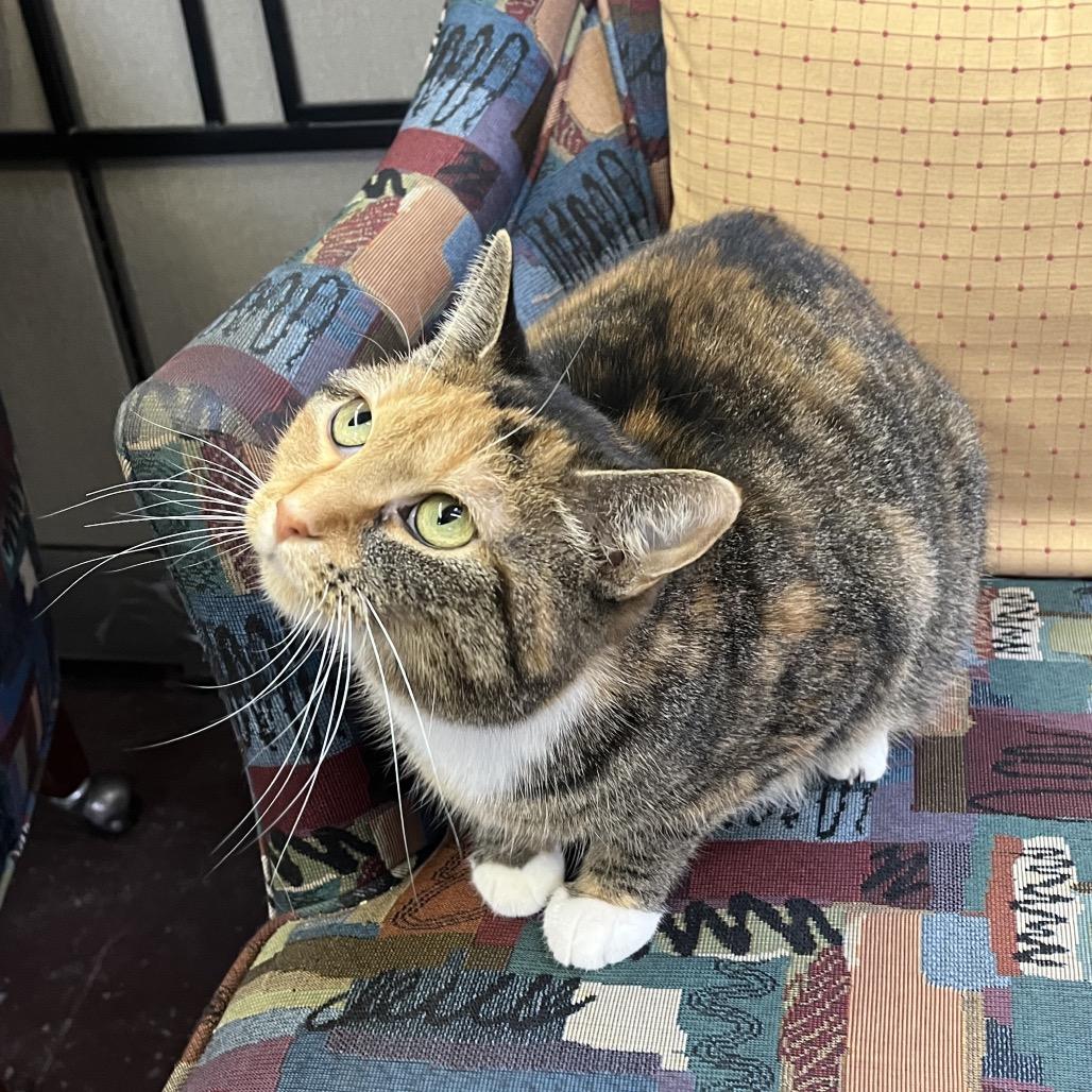Enlarge Poppy the cat, a Adoptable Domestic Medium Hair in Philadelphia, PA image 1/6