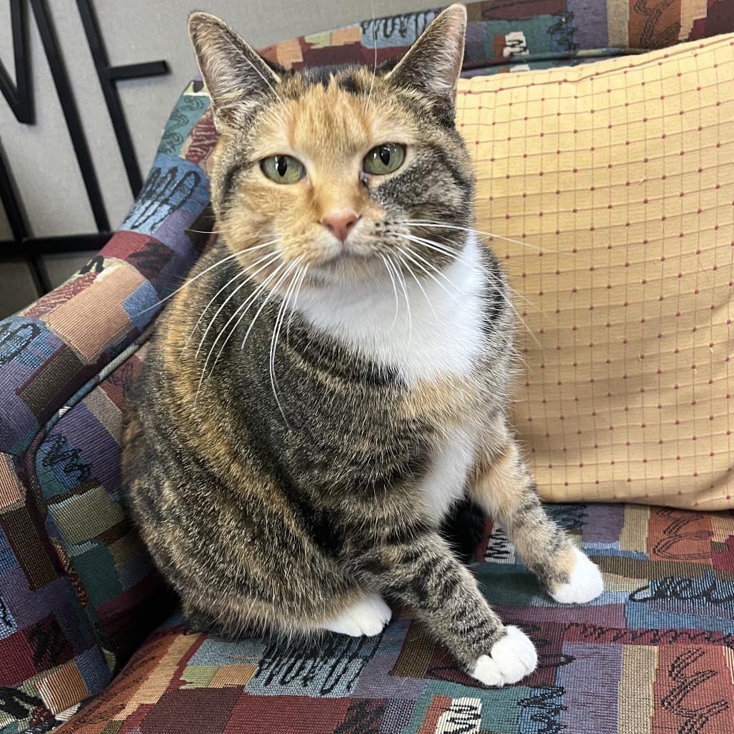 Enlarge Poppy the cat, a Adoptable Domestic Medium Hair in Philadelphia, PA image 2/6