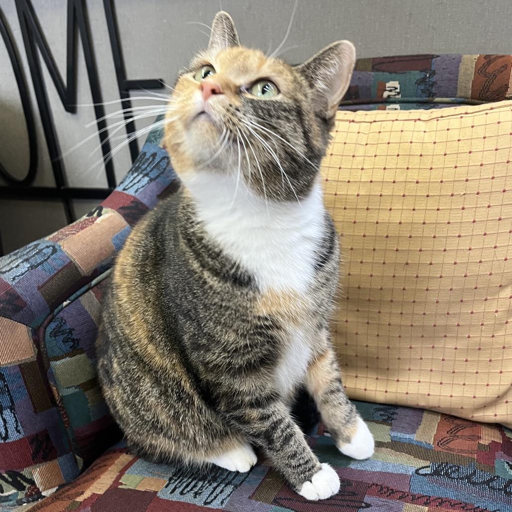 Enlarge Poppy the cat, a Adoptable Domestic Medium Hair in Philadelphia, PA image 3/6