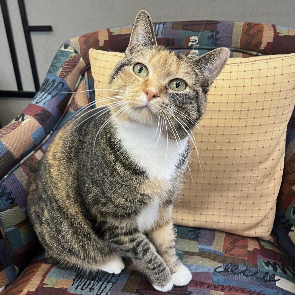 Enlarge Poppy the cat, a Adoptable Domestic Medium Hair in Philadelphia, PA image 5/6