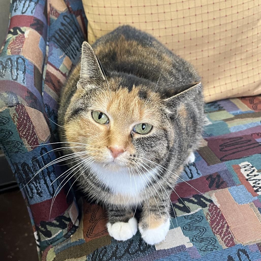 Enlarge Poppy the cat, a Adoptable Domestic Medium Hair in Philadelphia, PA image 6/6