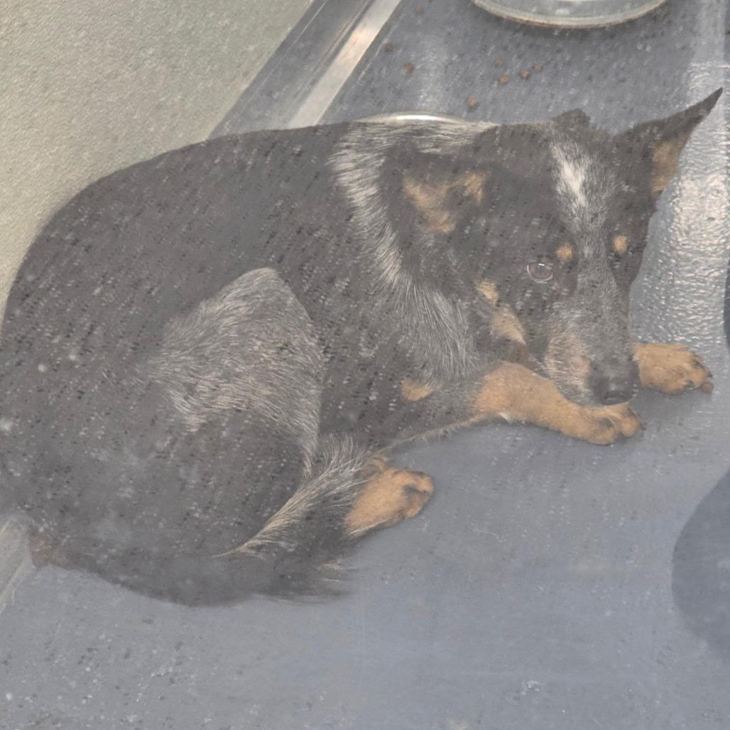 Lucky, Adoptable, Young Male Australian Cattle Dog / Blue Heeler.