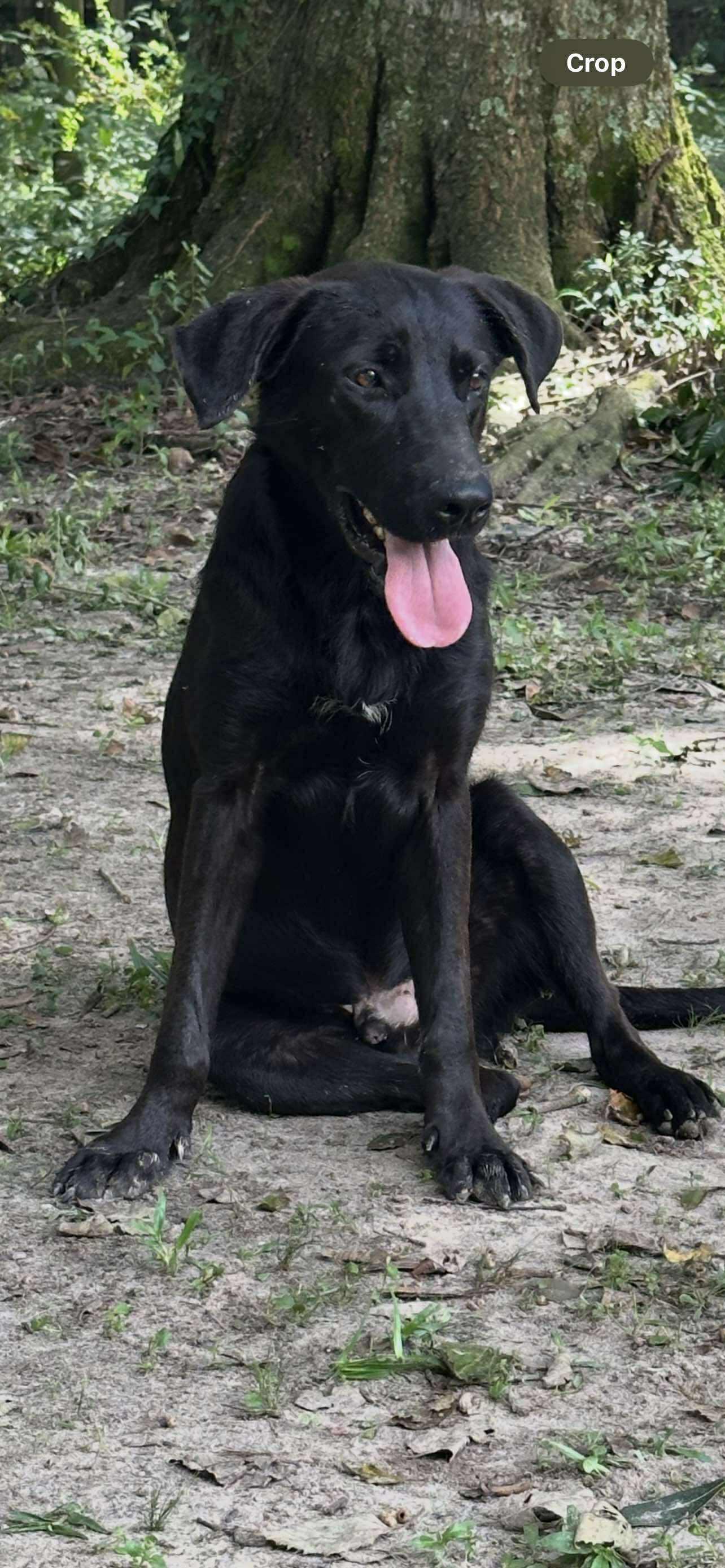 Enlarge Tonka, a Adoptable Black Labrador Retriever in Ocean Springs, MS image 1/5