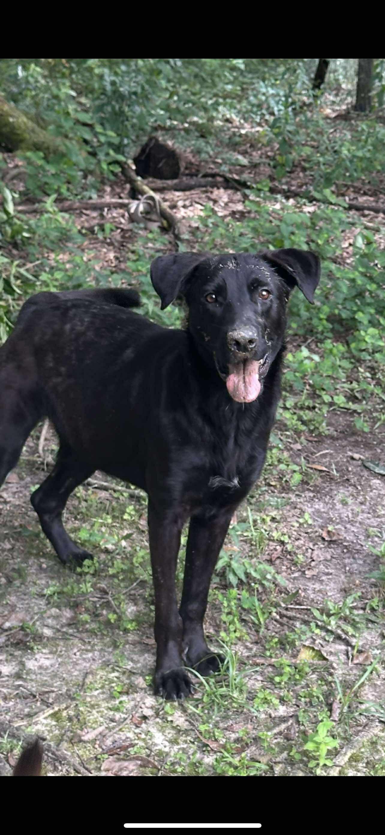 Enlarge Tonka, a Adoptable Black Labrador Retriever in Ocean Springs, MS image 3/5