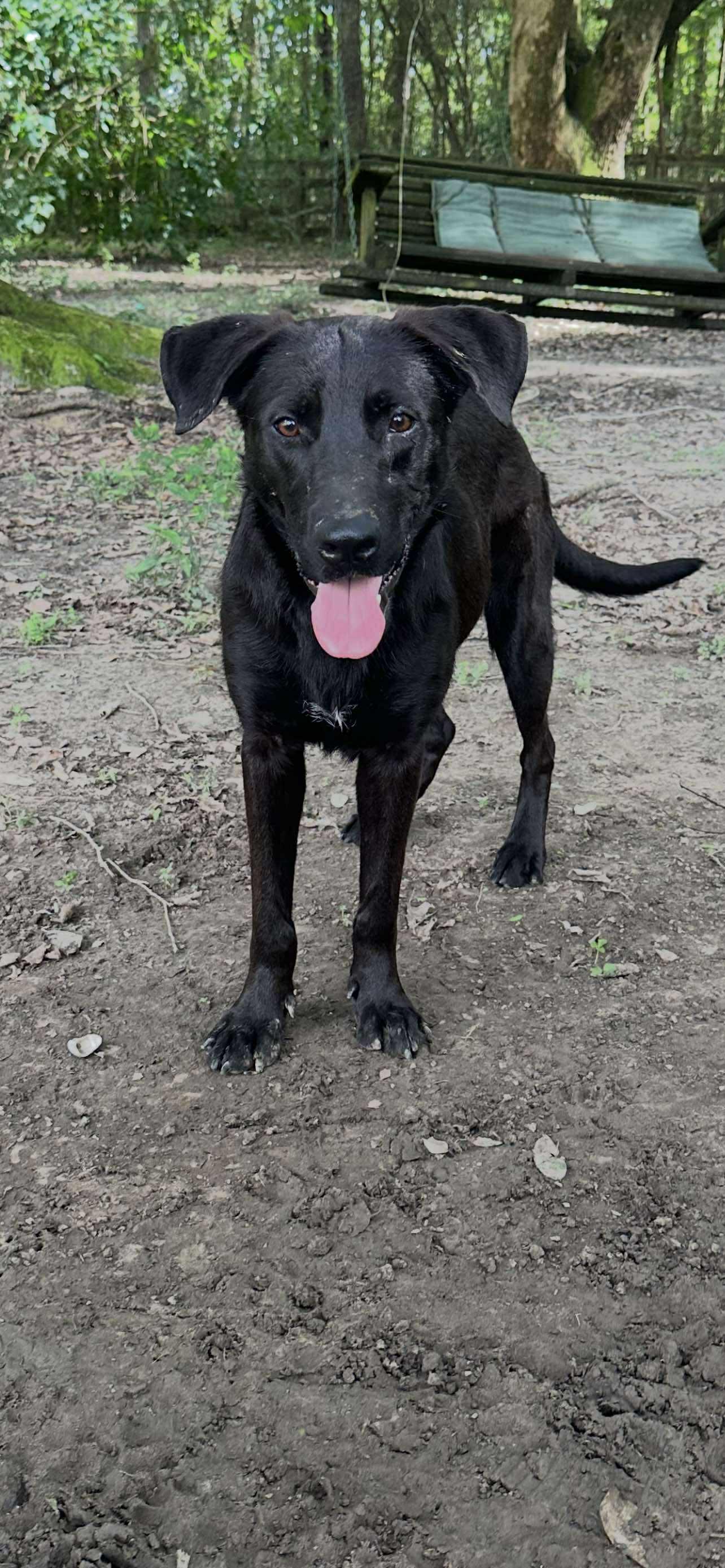 Enlarge Tonka, a Adoptable Black Labrador Retriever in Ocean Springs, MS image 4/5