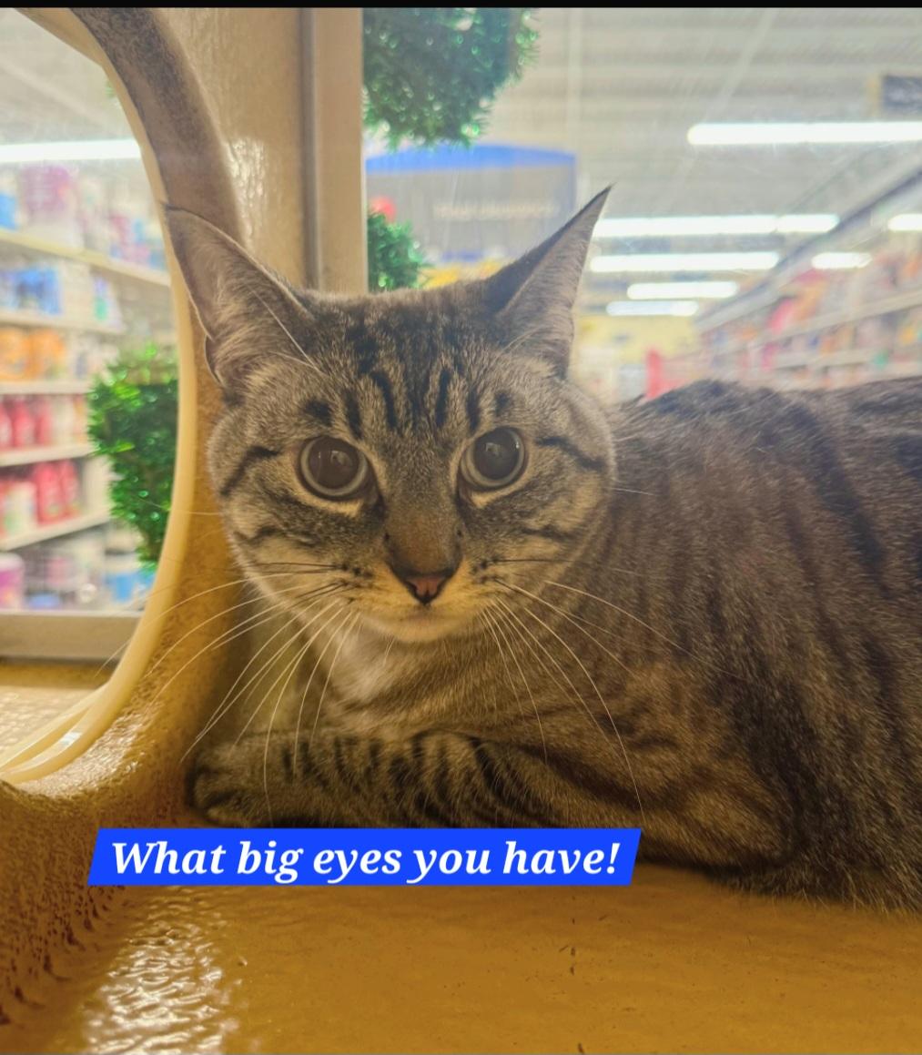 Dusty, an adopted mixed breed in Albuquerque, NM image 3/6