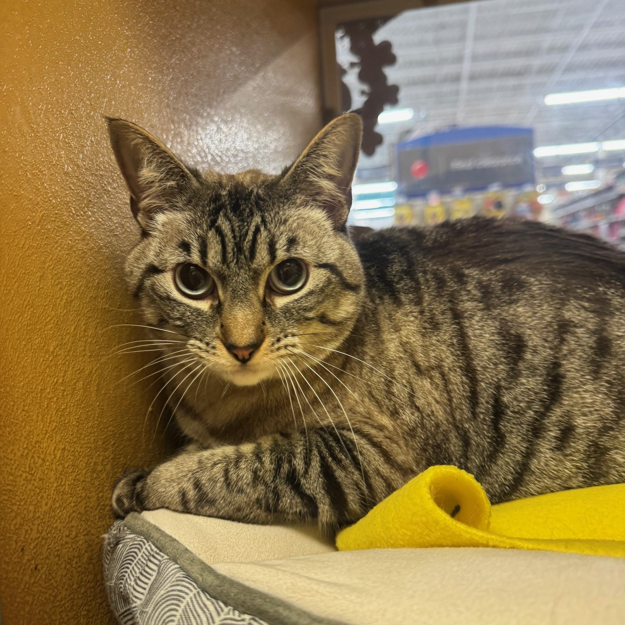 Dusty, an adopted mixed breed in Albuquerque, NM image 2/6