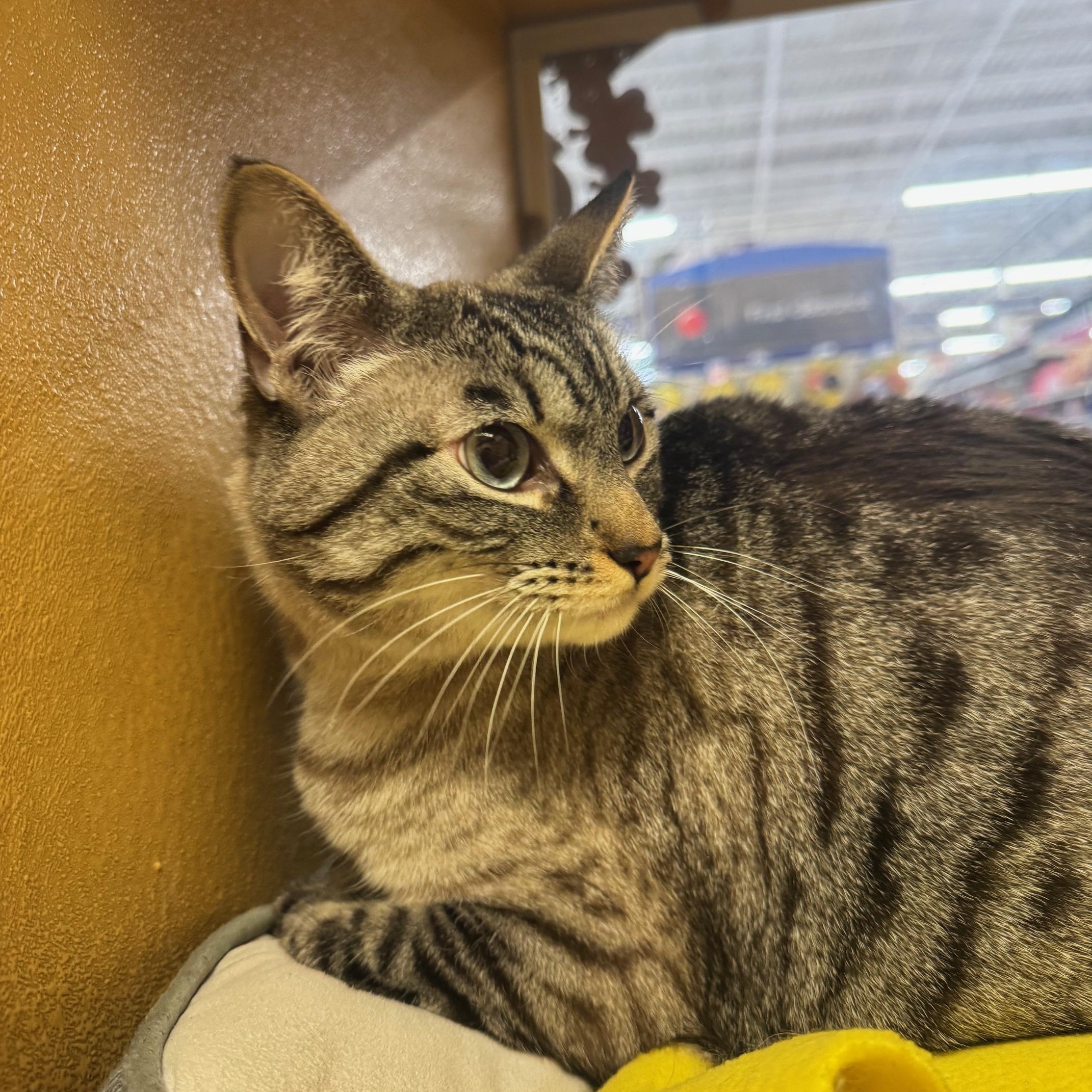 Dusty, an adopted mixed breed in Albuquerque, NM image 4/6