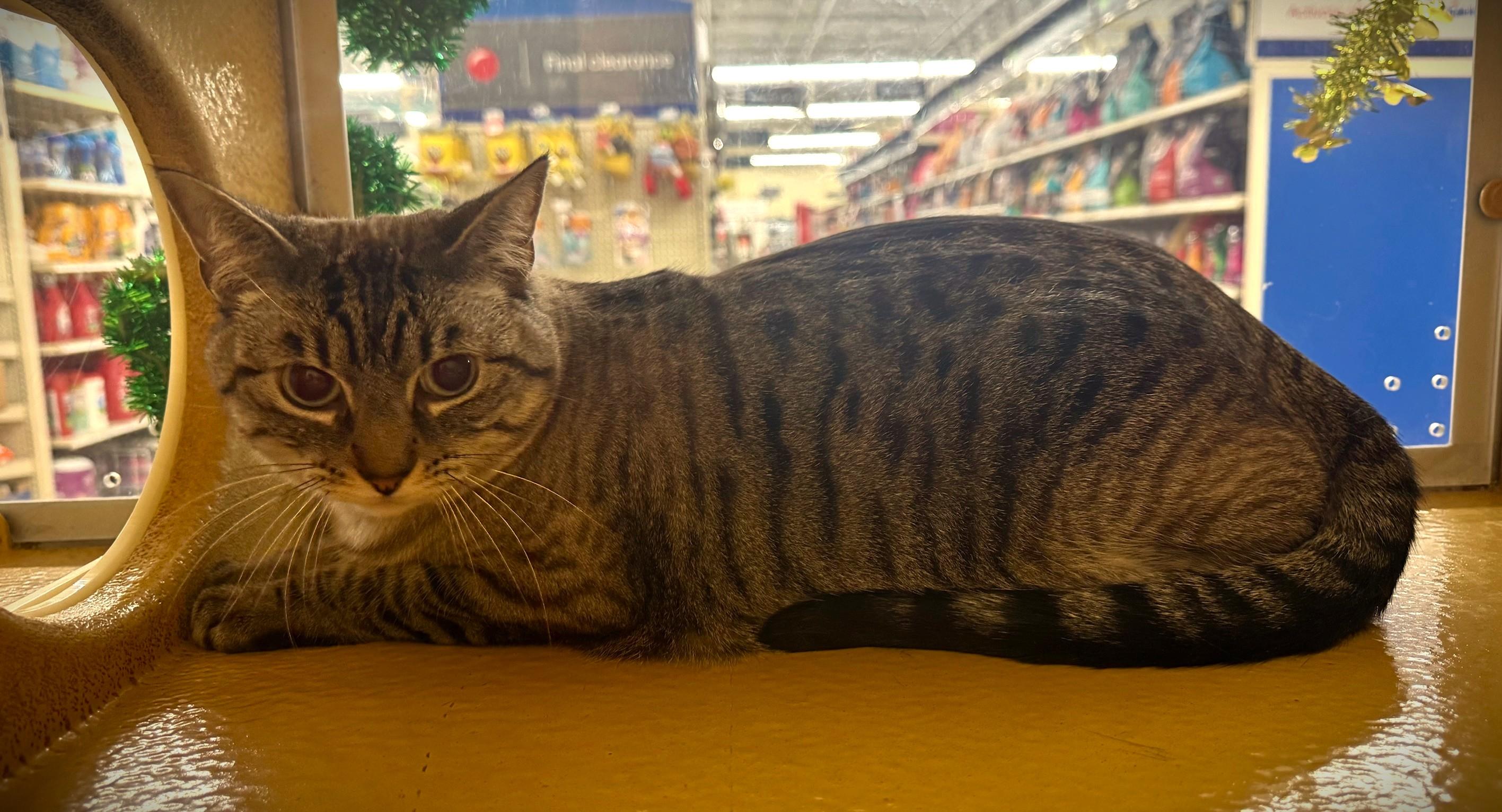 Dusty, an adopted mixed breed in Albuquerque, NM image 5/6