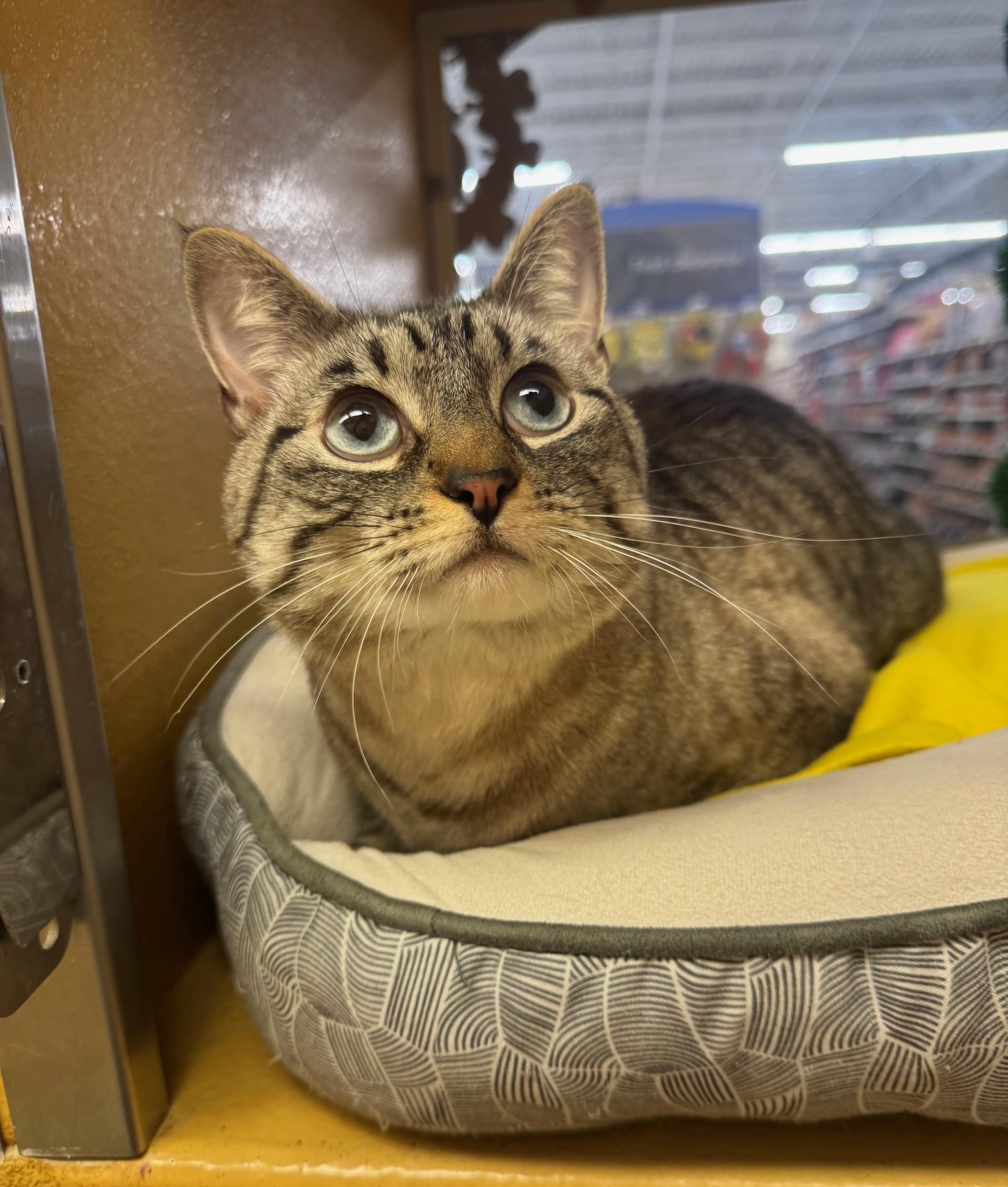 Dusty, an adopted mixed breed in Albuquerque, NM image 1/6