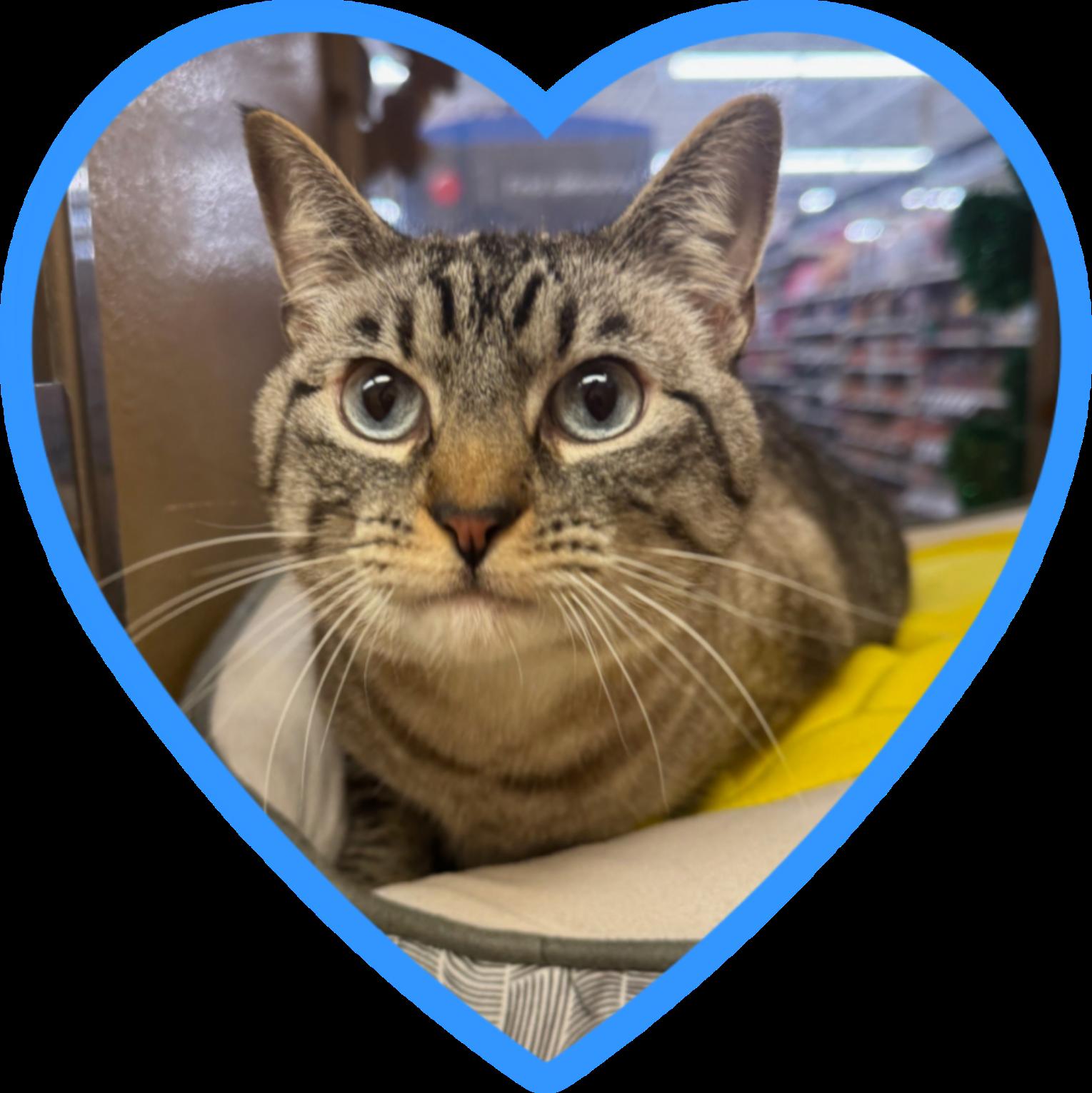 Dusty, an adopted mixed breed in Albuquerque, NM image 6/6