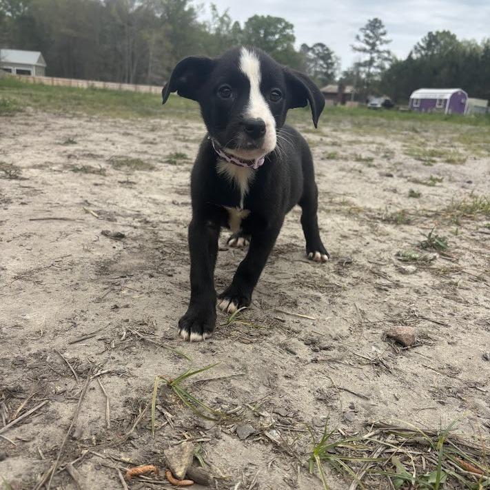 Enlarge Miley Cyrus, a Adoptable mixed breed in North Charleston, SC image 1/2