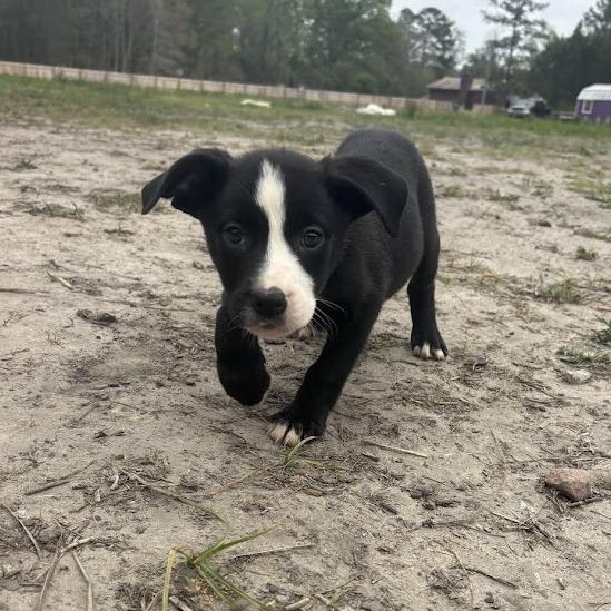 Enlarge Miley Cyrus, a Adoptable mixed breed in North Charleston, SC image 2/2