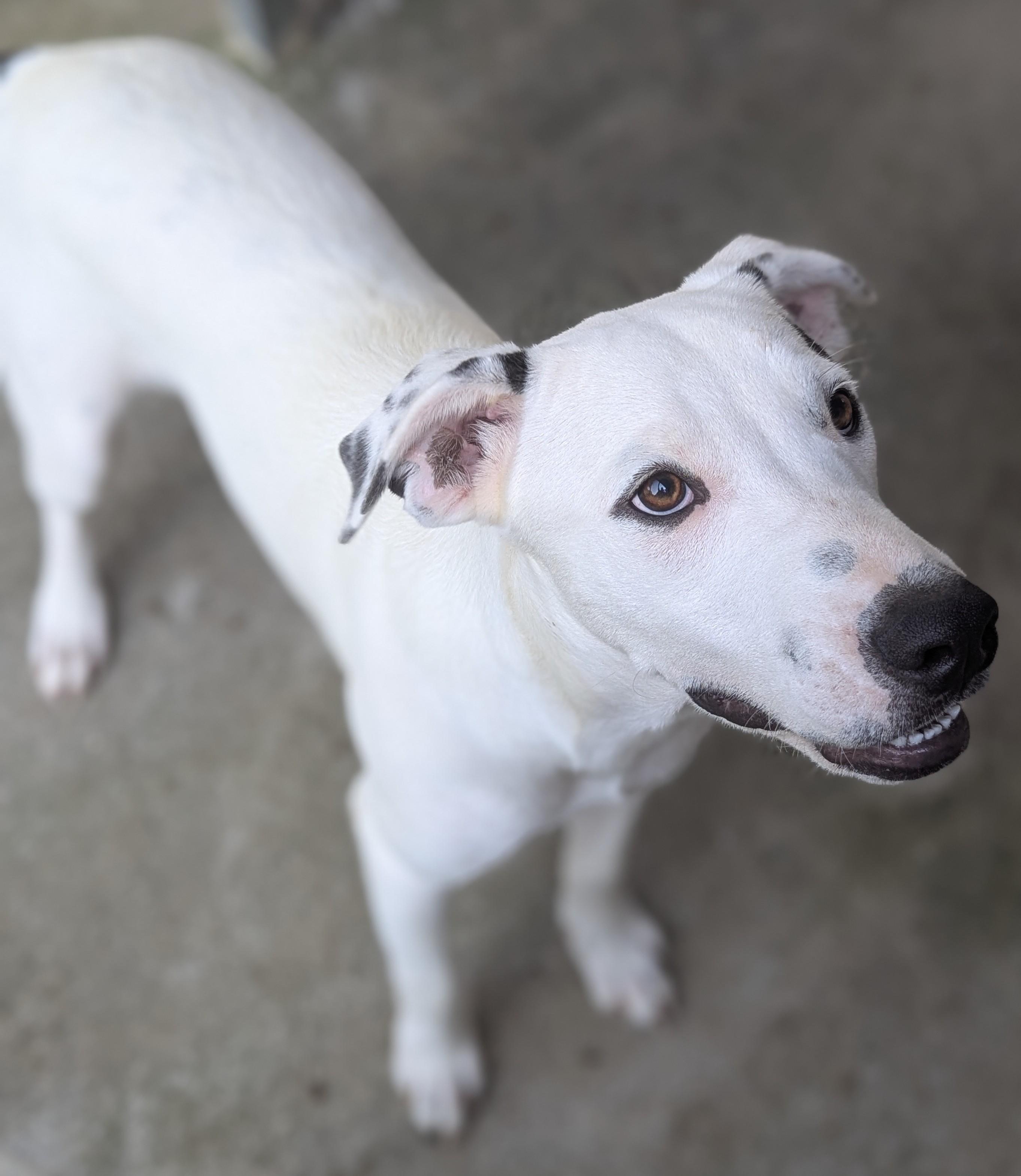 SUMMIT, a Adoptable Mixed Breed in Talbott, TN image 6/6