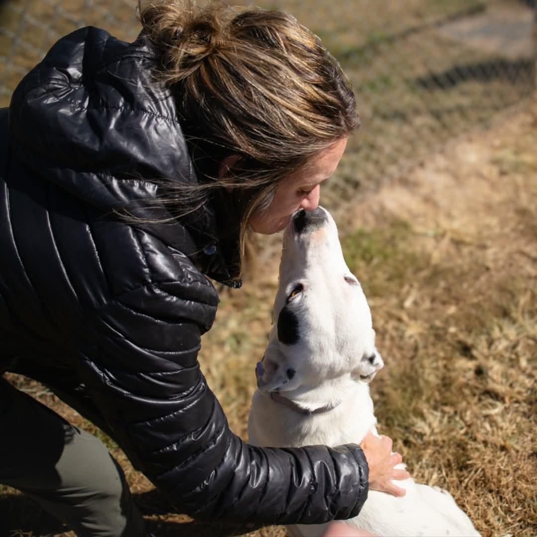 SUMMIT, a Adoptable Mixed Breed in Talbott, TN image 1/6