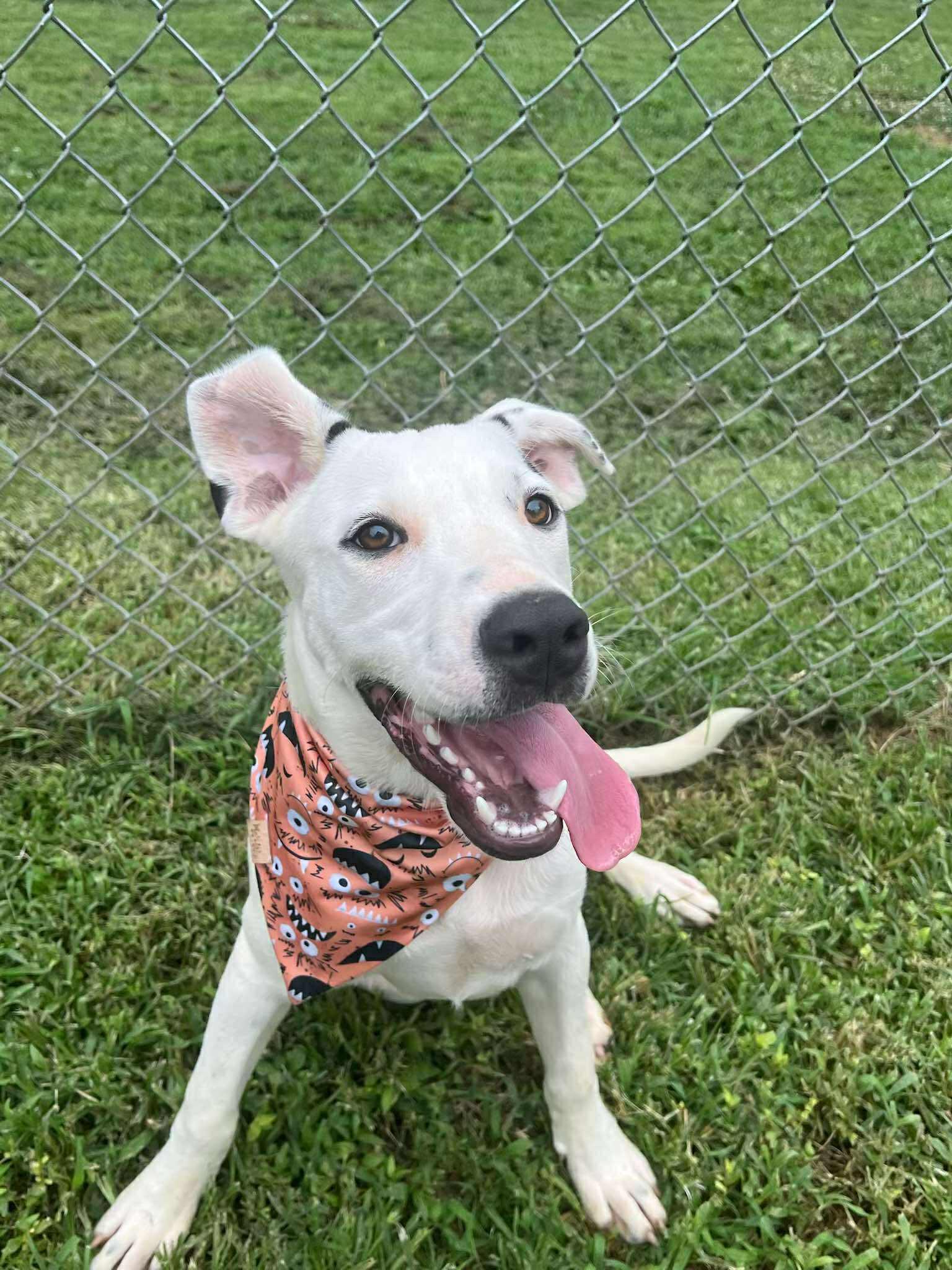 SUMMIT, a Adoptable Mixed Breed in Talbott, TN image 5/6