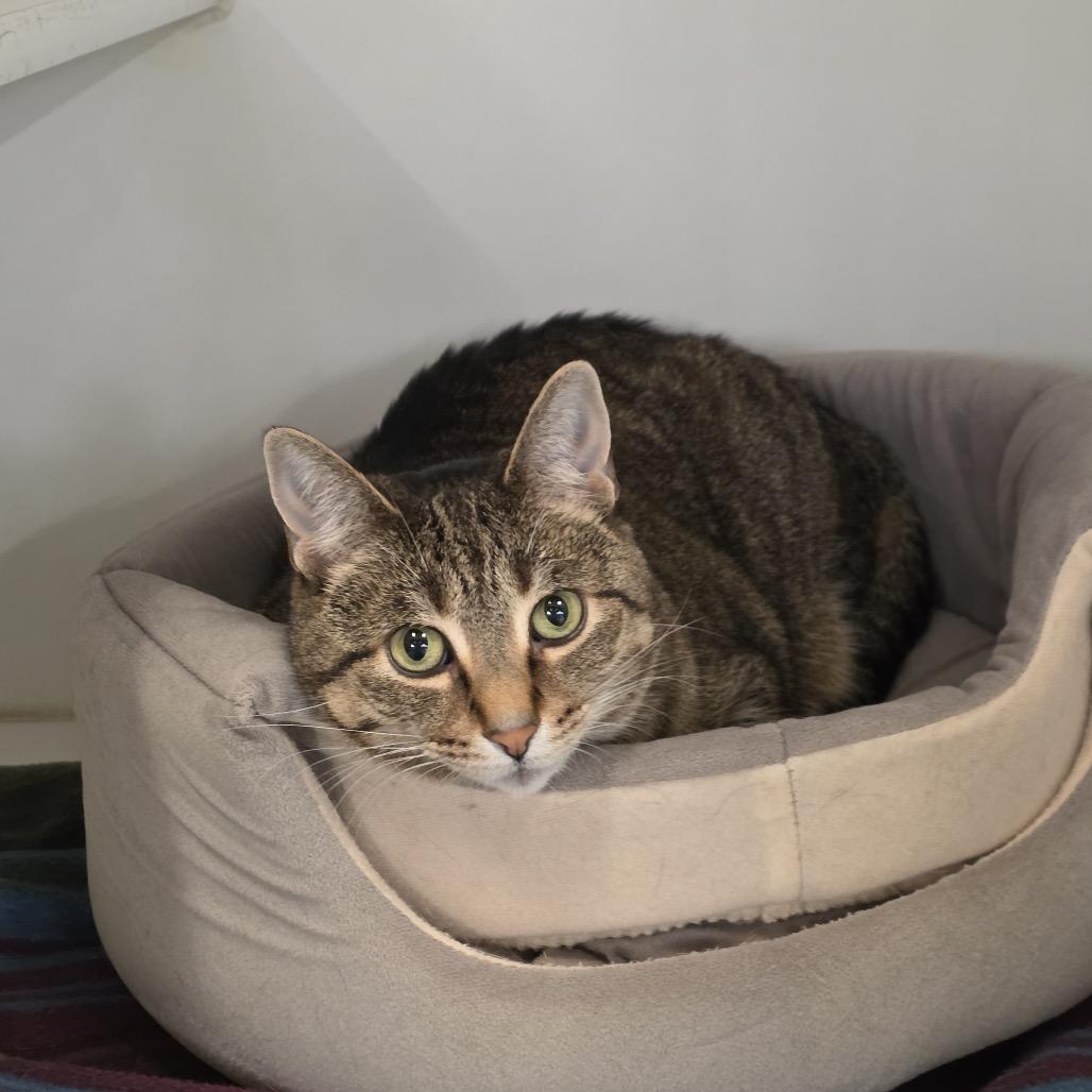 Josie, a Adoptable Domestic Short Hair in Hinsdale, IL image 1/2