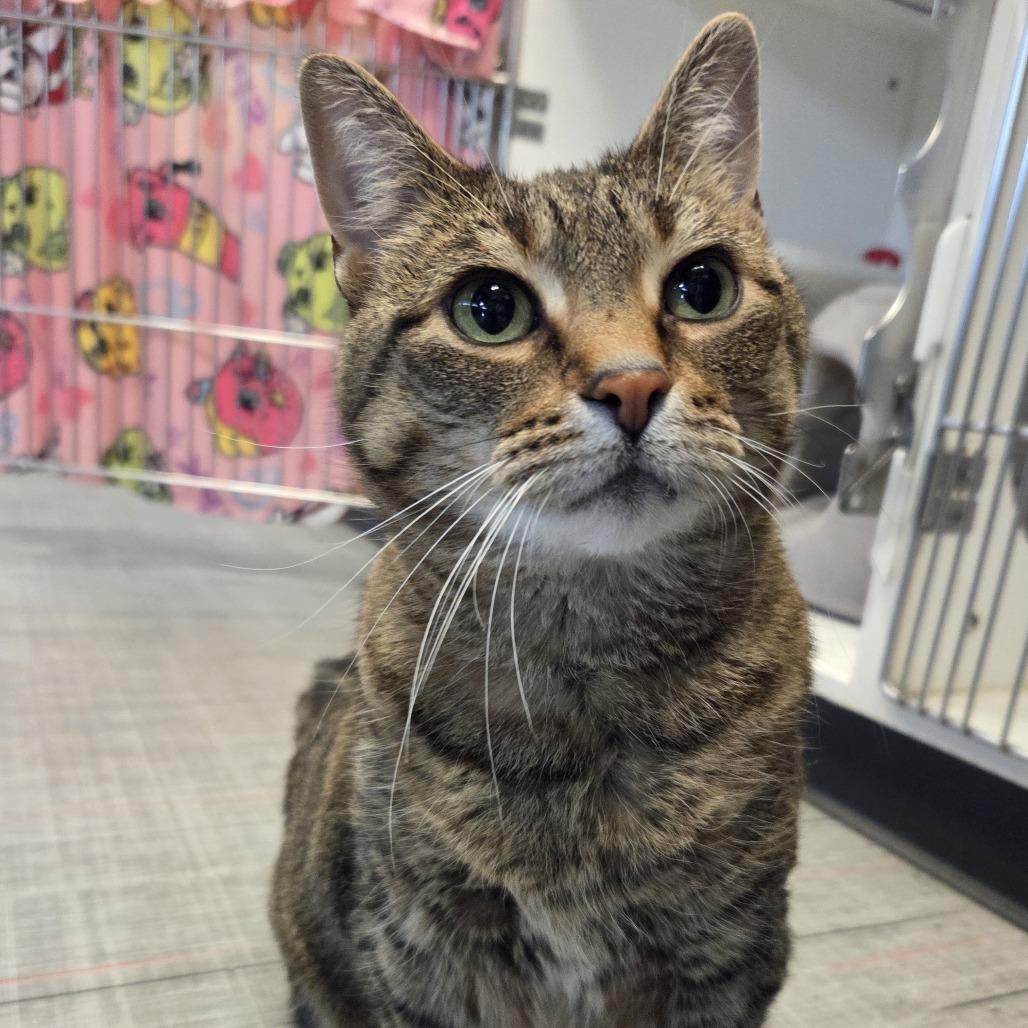 Josie, a Adoptable Domestic Short Hair in Hinsdale, IL image 2/2