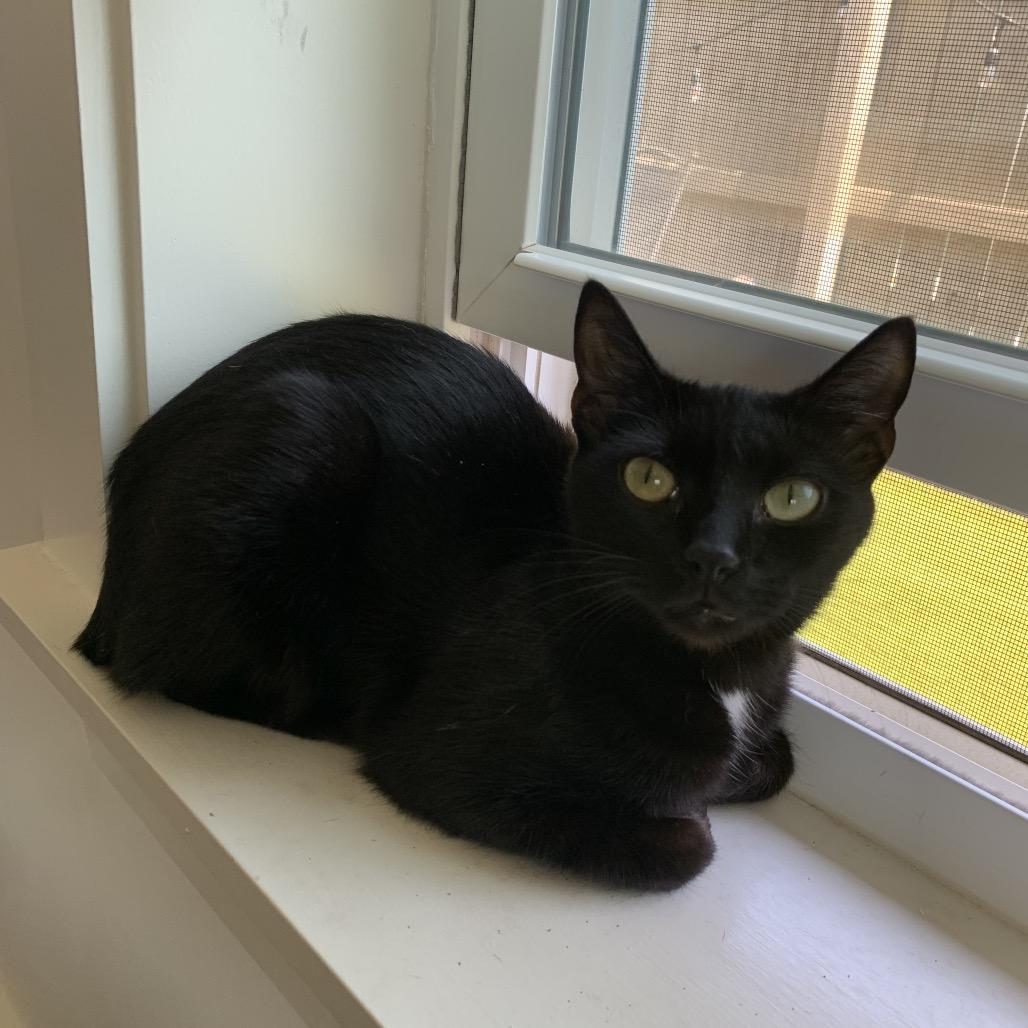 *Margo, Adoptable, Young Female Domestic Short Hair & Manx.