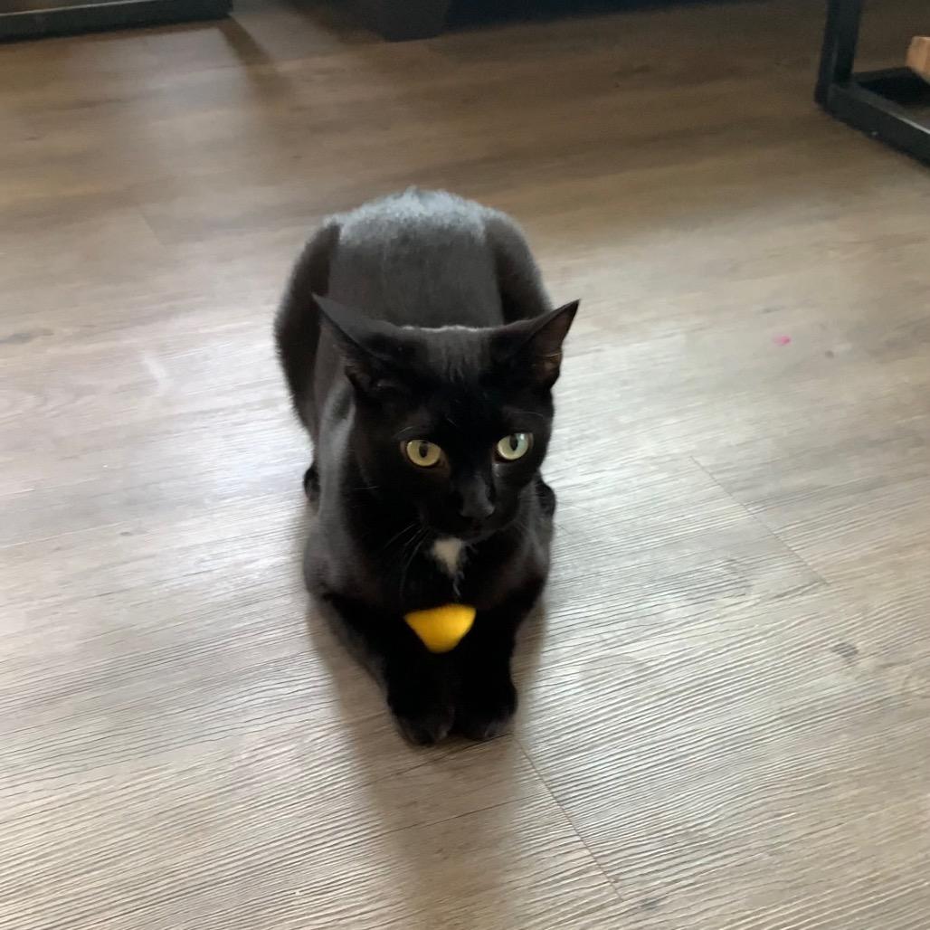 Enlarge *Margo, a Adoptable mixed breed in Huntsville, AL image 2/6