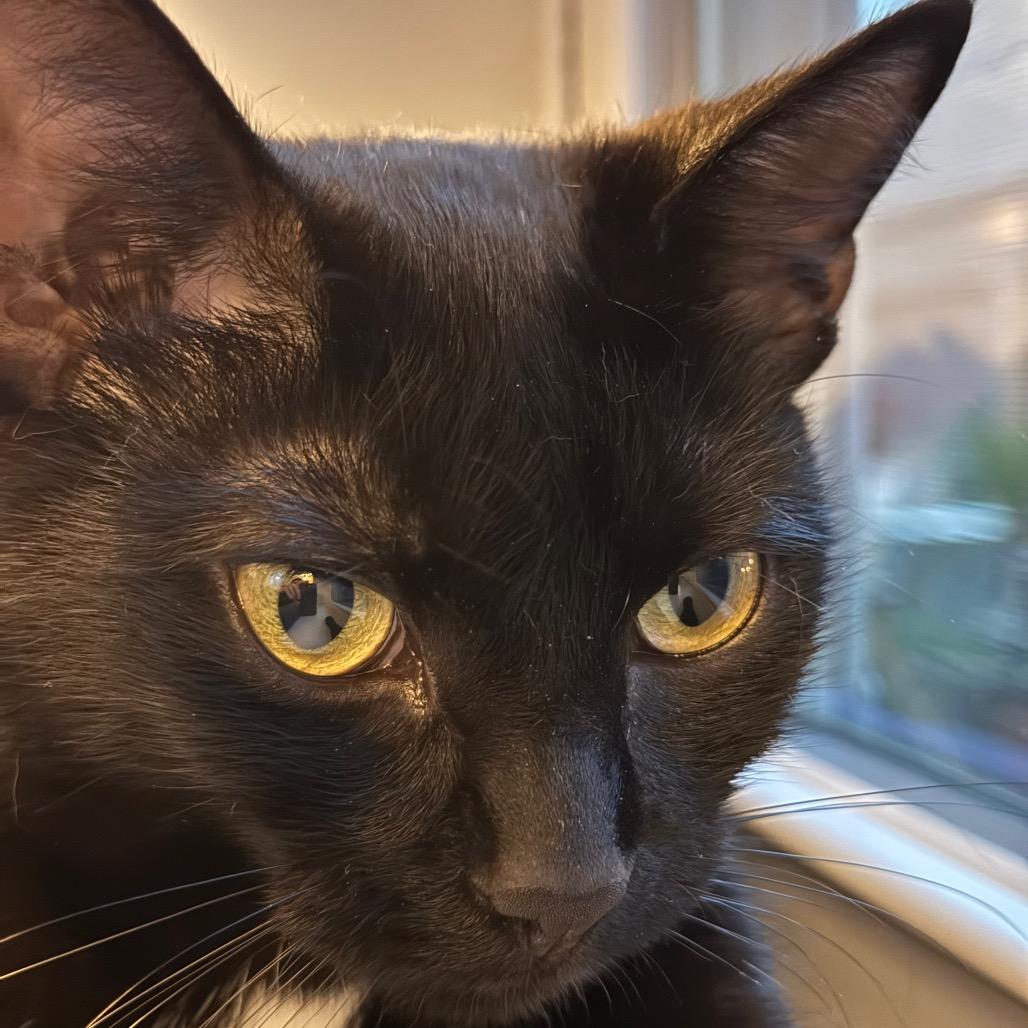 Enlarge *Margo, a Adoptable mixed breed in Huntsville, AL image 3/6