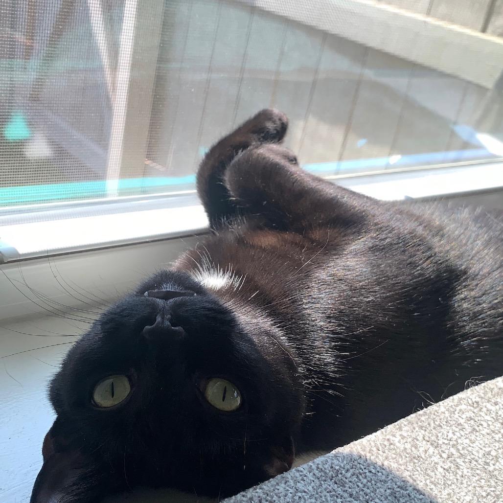 Enlarge *Margo, a Adoptable mixed breed in Huntsville, AL image 4/6