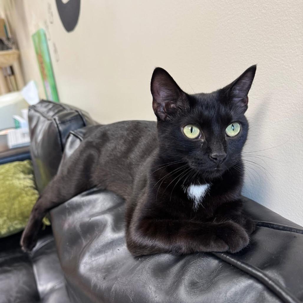 Enlarge *Margo, a Adoptable mixed breed in Huntsville, AL image 5/6