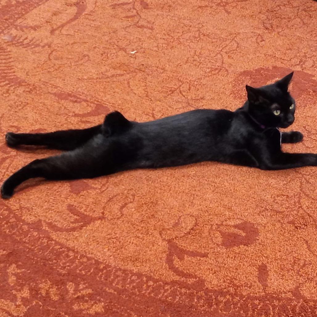 Enlarge *Margo, a Adoptable mixed breed in Huntsville, AL image 6/6