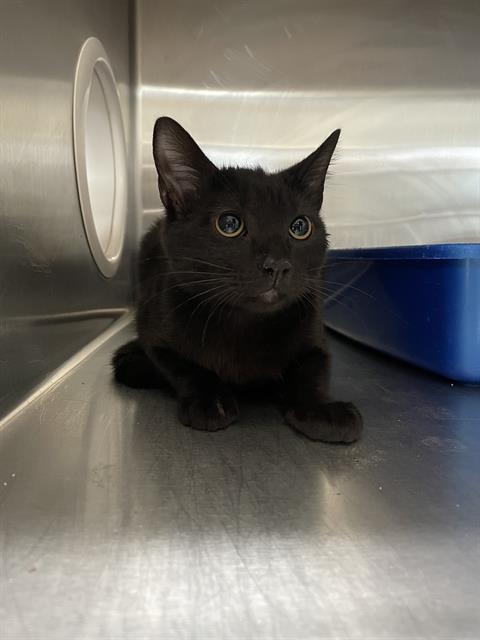 ELOISE, Adoptable, Young Female Domestic Short Hair.