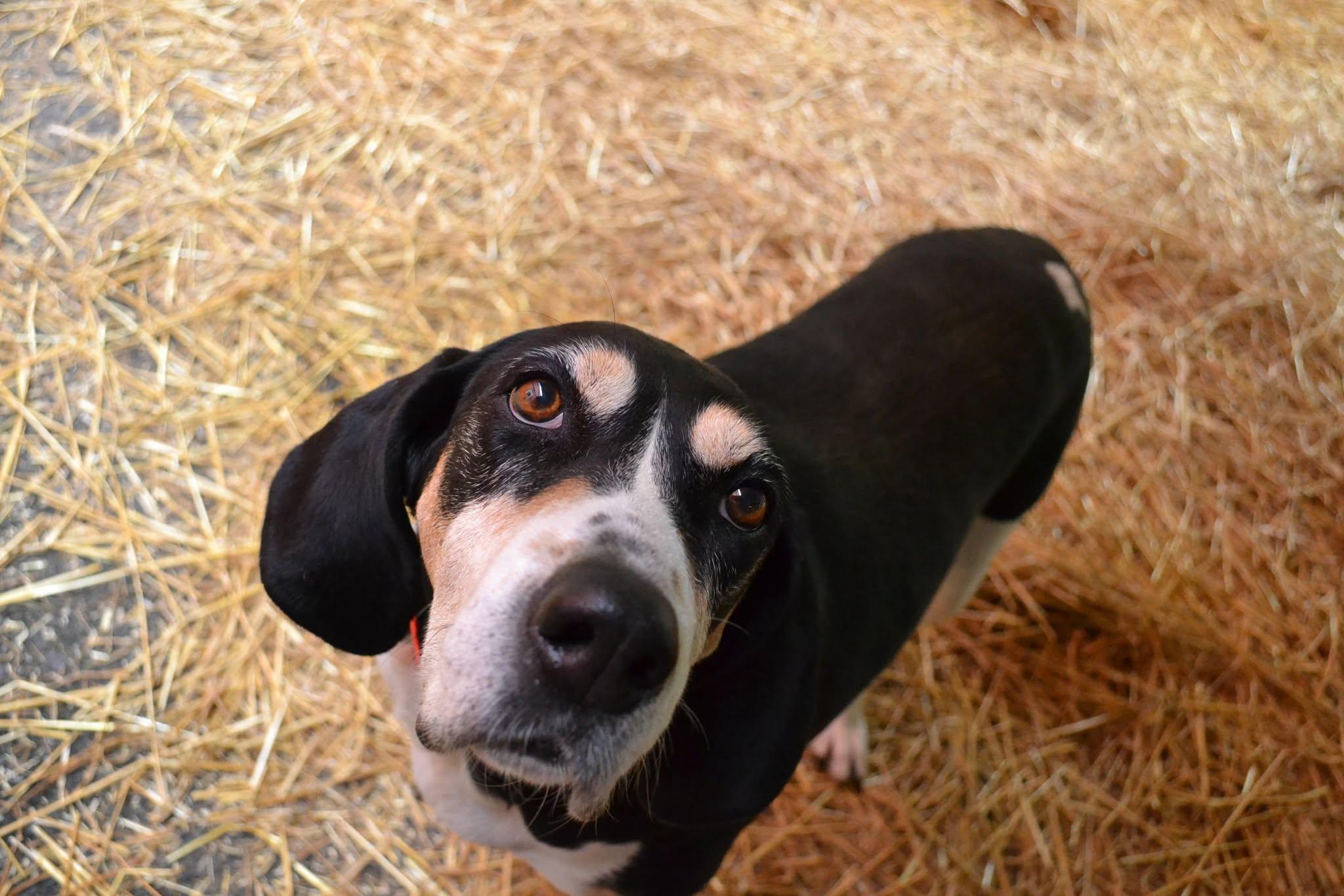Enlarge Marmalade, a Adoptable mixed breed in Chardon, OH image 3/6