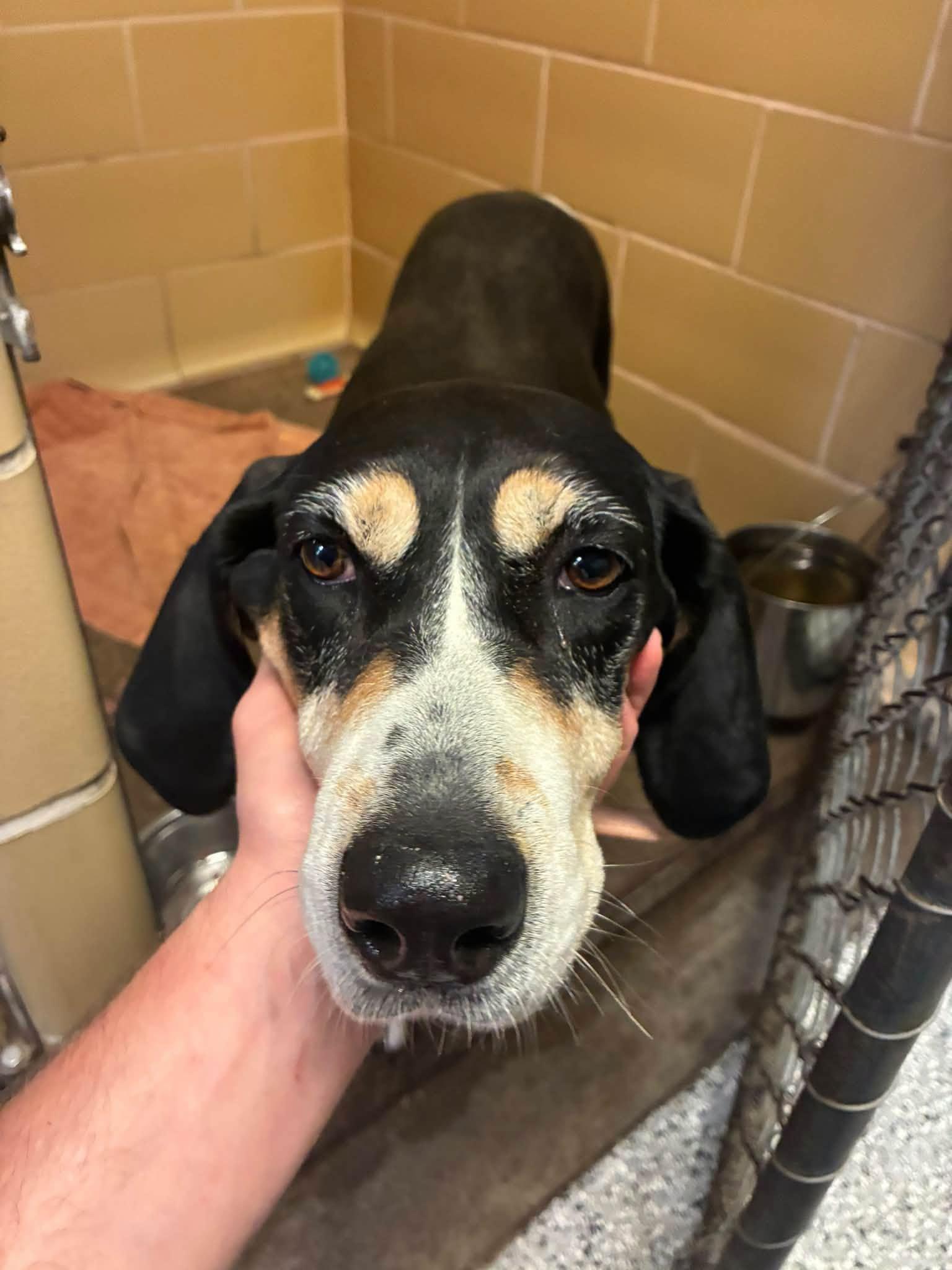 Enlarge Marmalade, a Adoptable mixed breed in Chardon, OH image 2/6