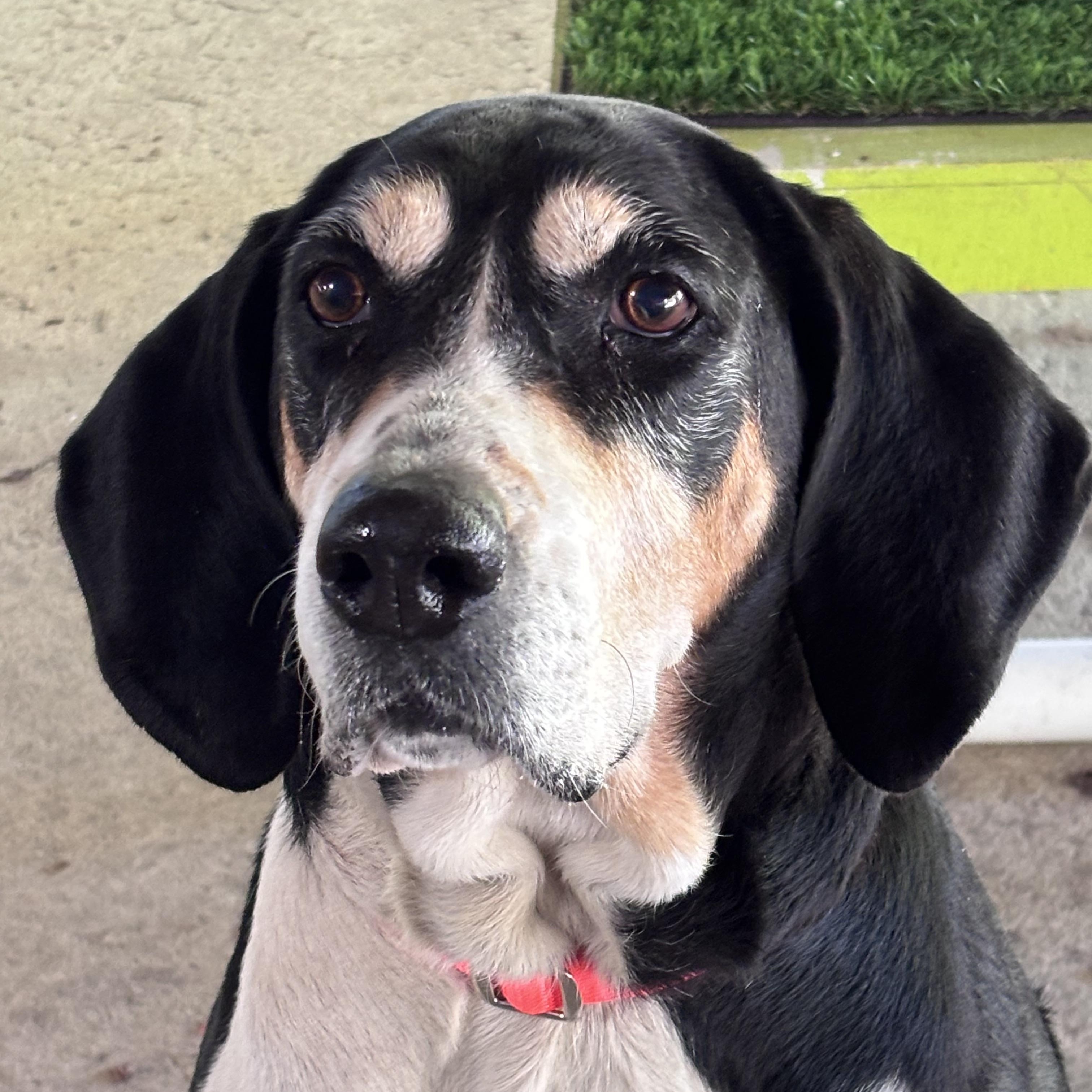 Enlarge Marmalade, a Adoptable mixed breed in Chardon, OH image 1/6