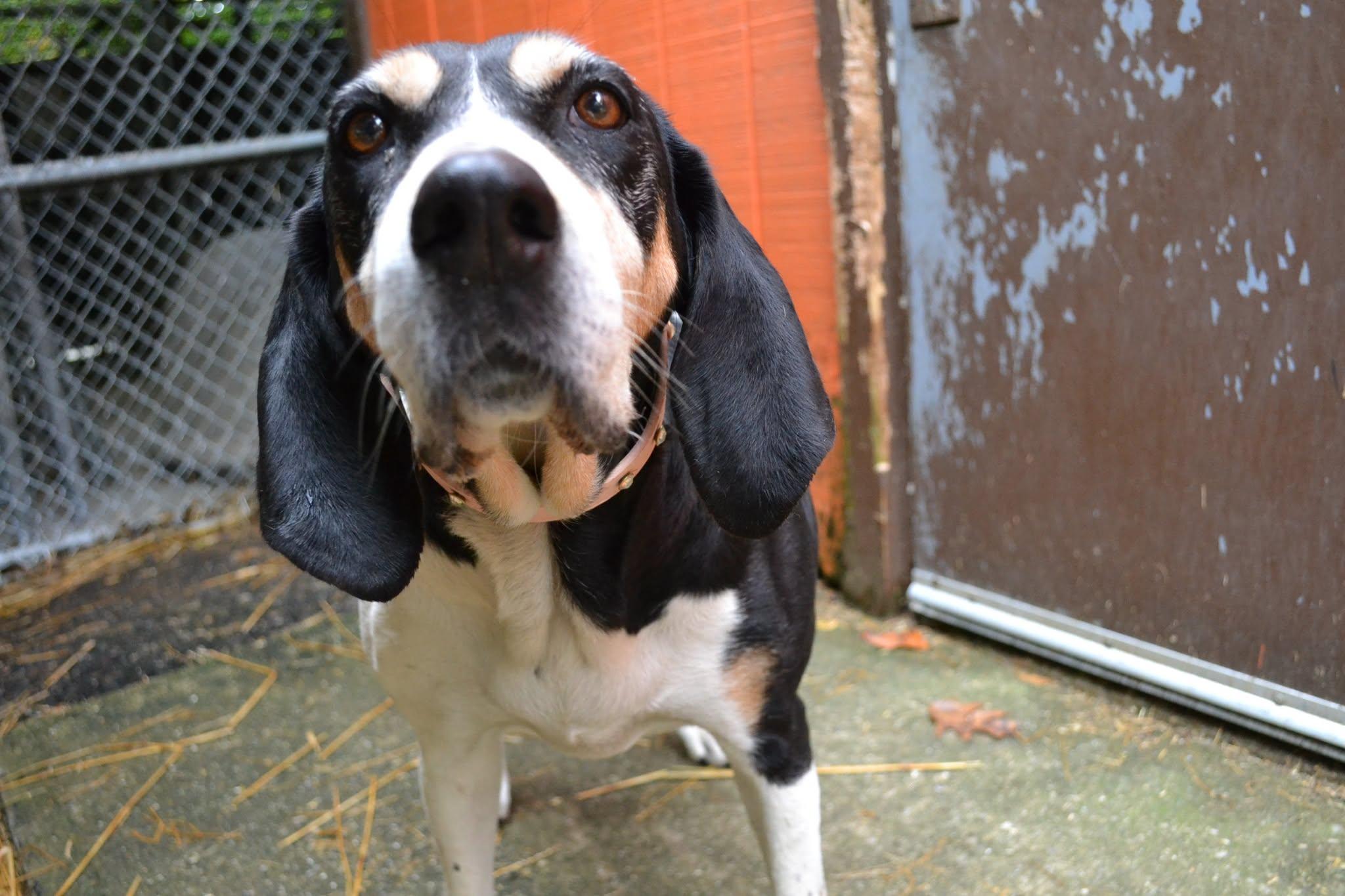 Enlarge Marmalade, a Adoptable mixed breed in Chardon, OH image 4/6