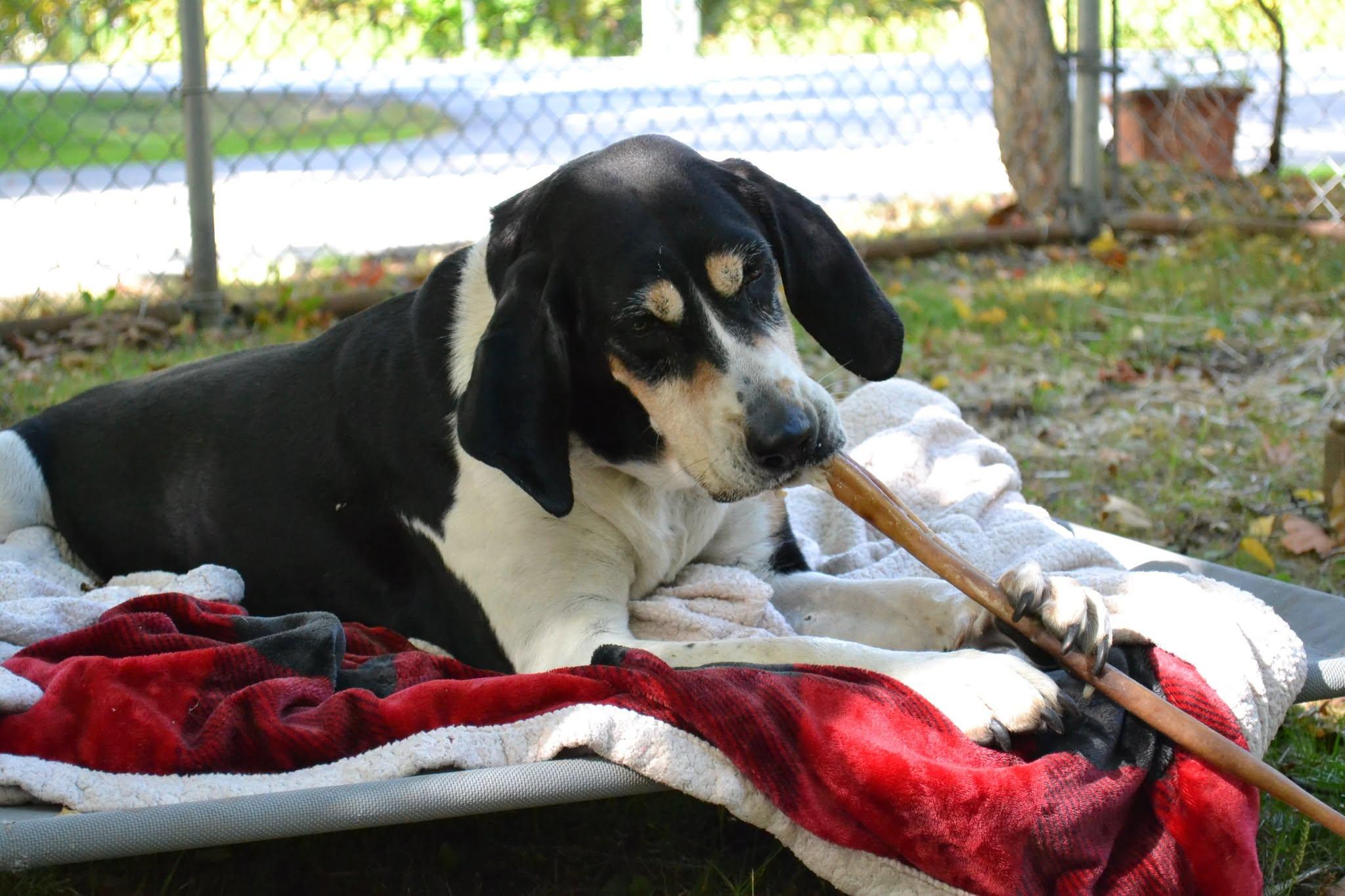 Enlarge Marmalade, a Adoptable mixed breed in Chardon, OH image 6/6