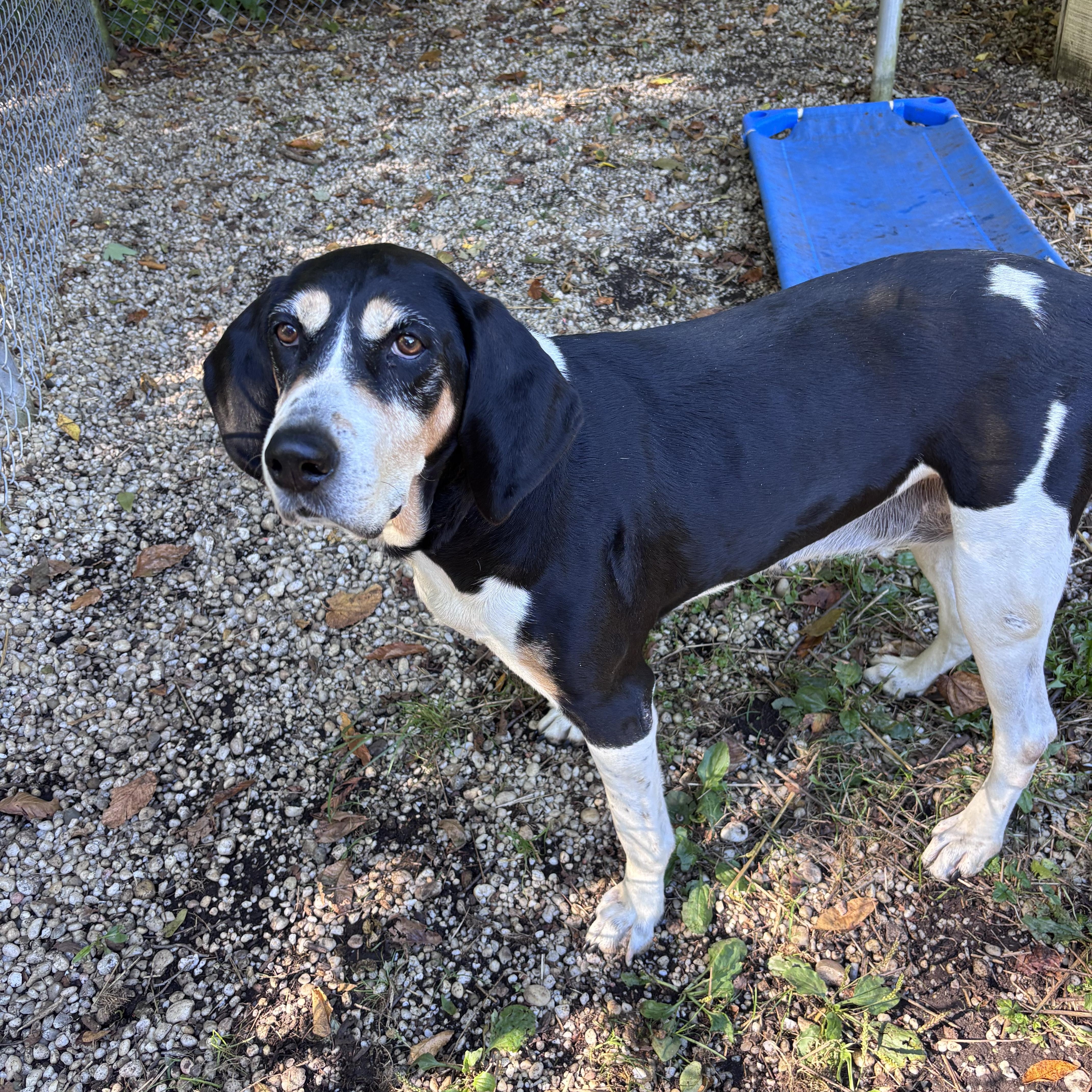 Enlarge Marmalade, a Adoptable mixed breed in Chardon, OH image 5/6