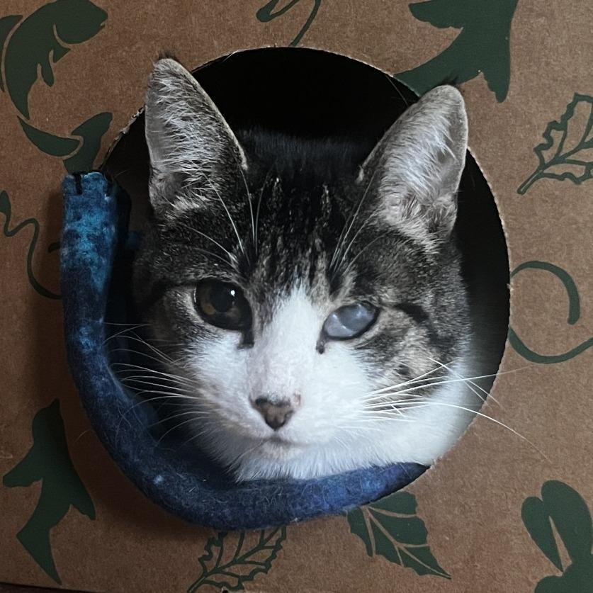 Momma Kitty, a Adoptable Domestic Short Hair in Fairport, NY image 1/6