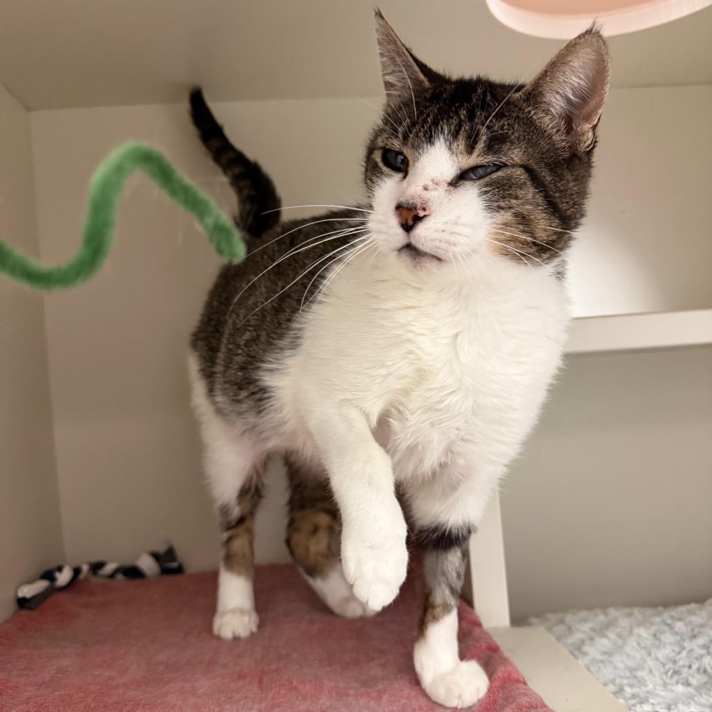 Enlarge Momma Kitty, a Adoptable Domestic Short Hair in Fairport, NY image 1/6