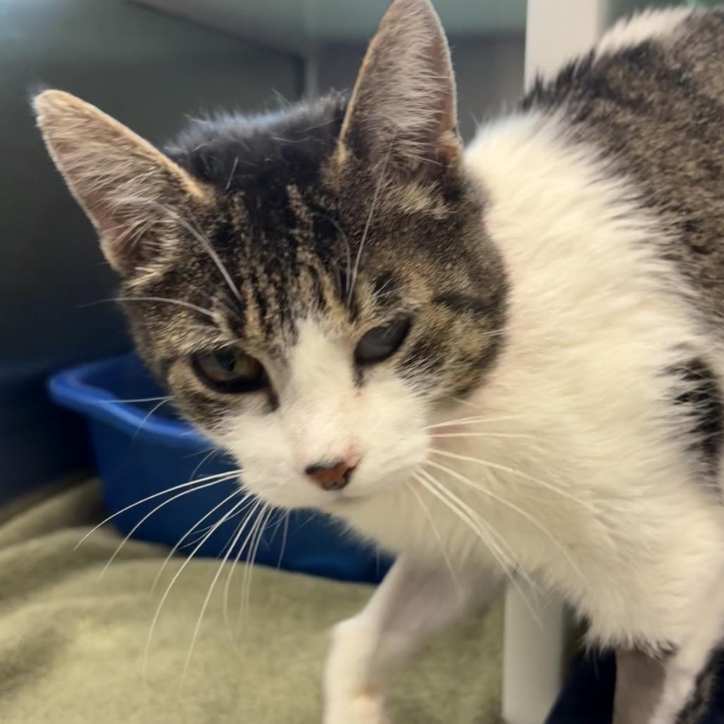 Enlarge Momma Kitty, a Adoptable Domestic Short Hair in Fairport, NY image 2/6