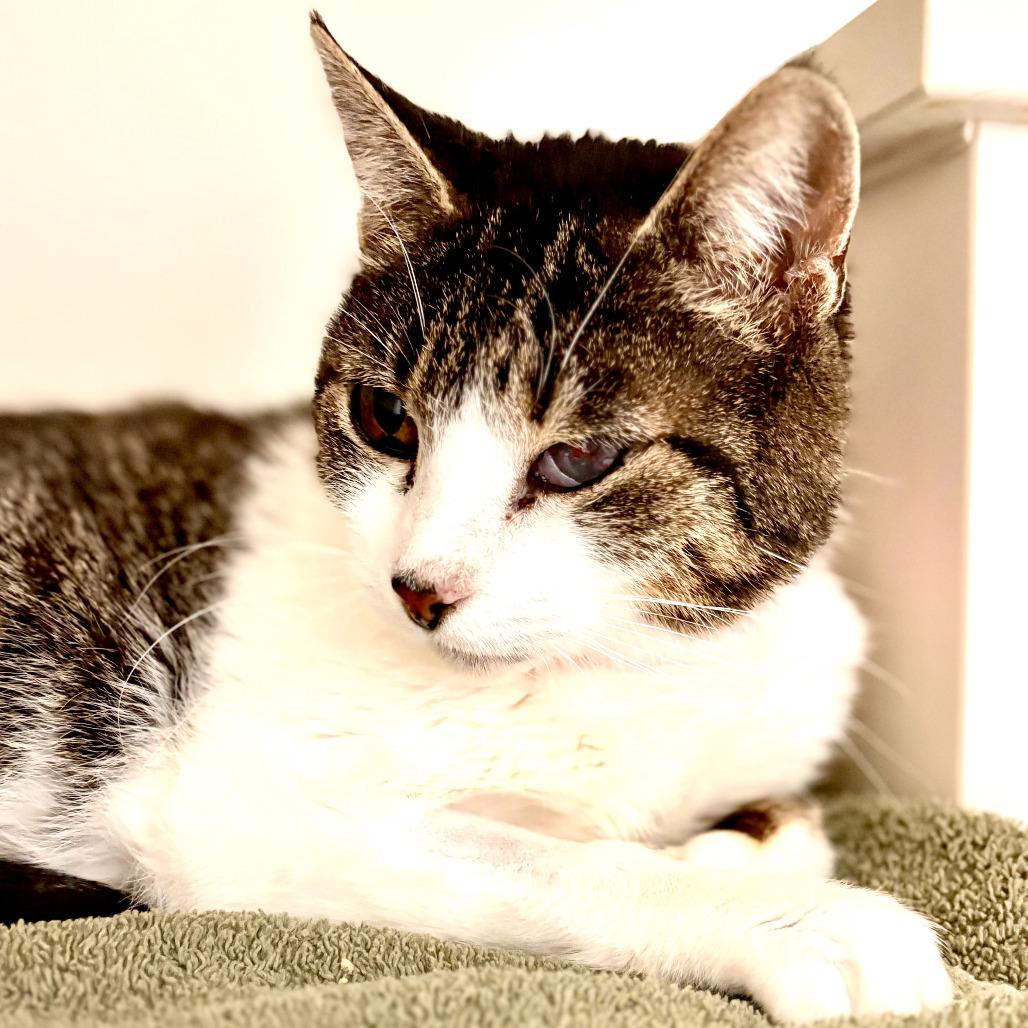 Enlarge Momma Kitty, a Adoptable Domestic Short Hair in Fairport, NY image 3/6