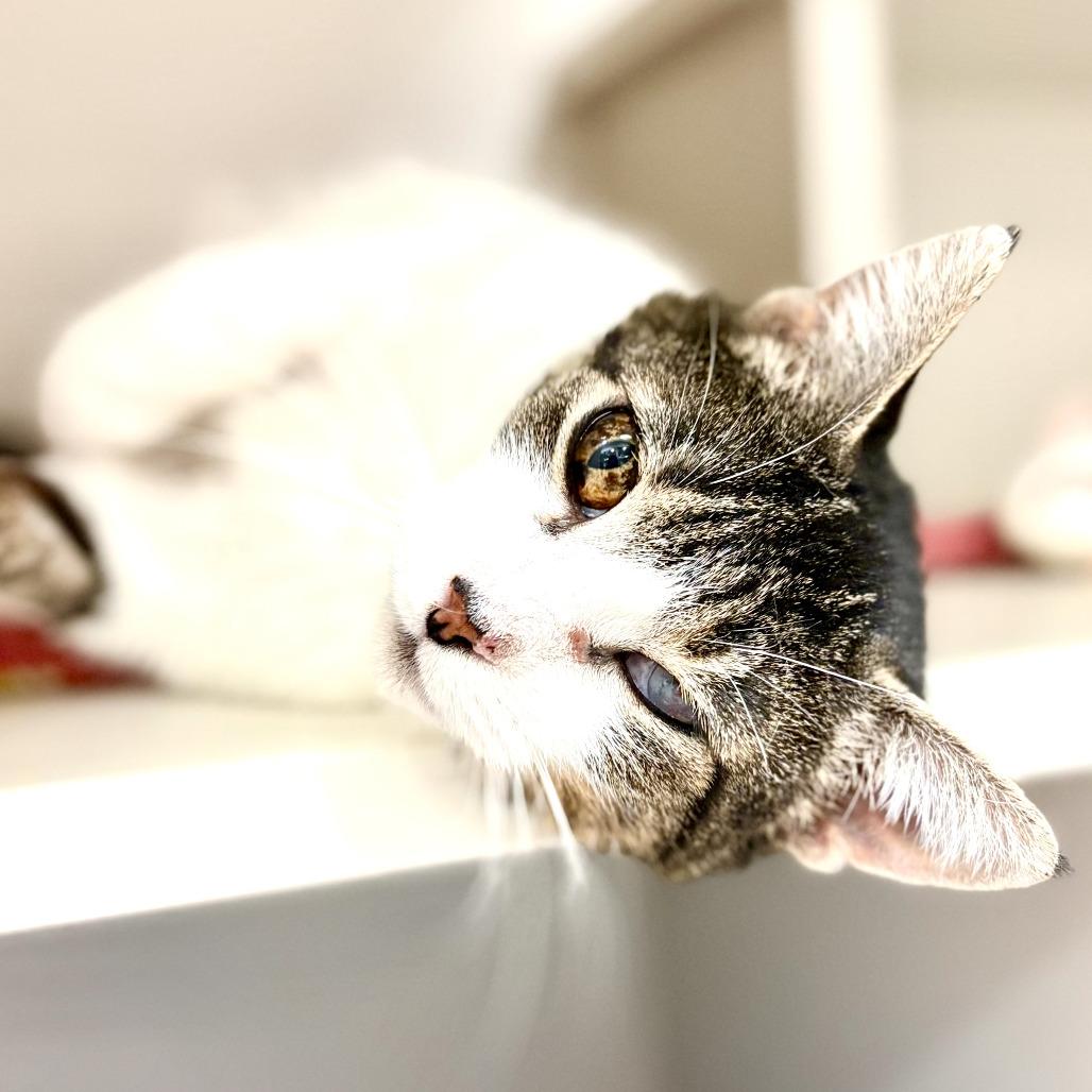 Enlarge Momma Kitty, a Adoptable Domestic Short Hair in Fairport, NY image 4/6